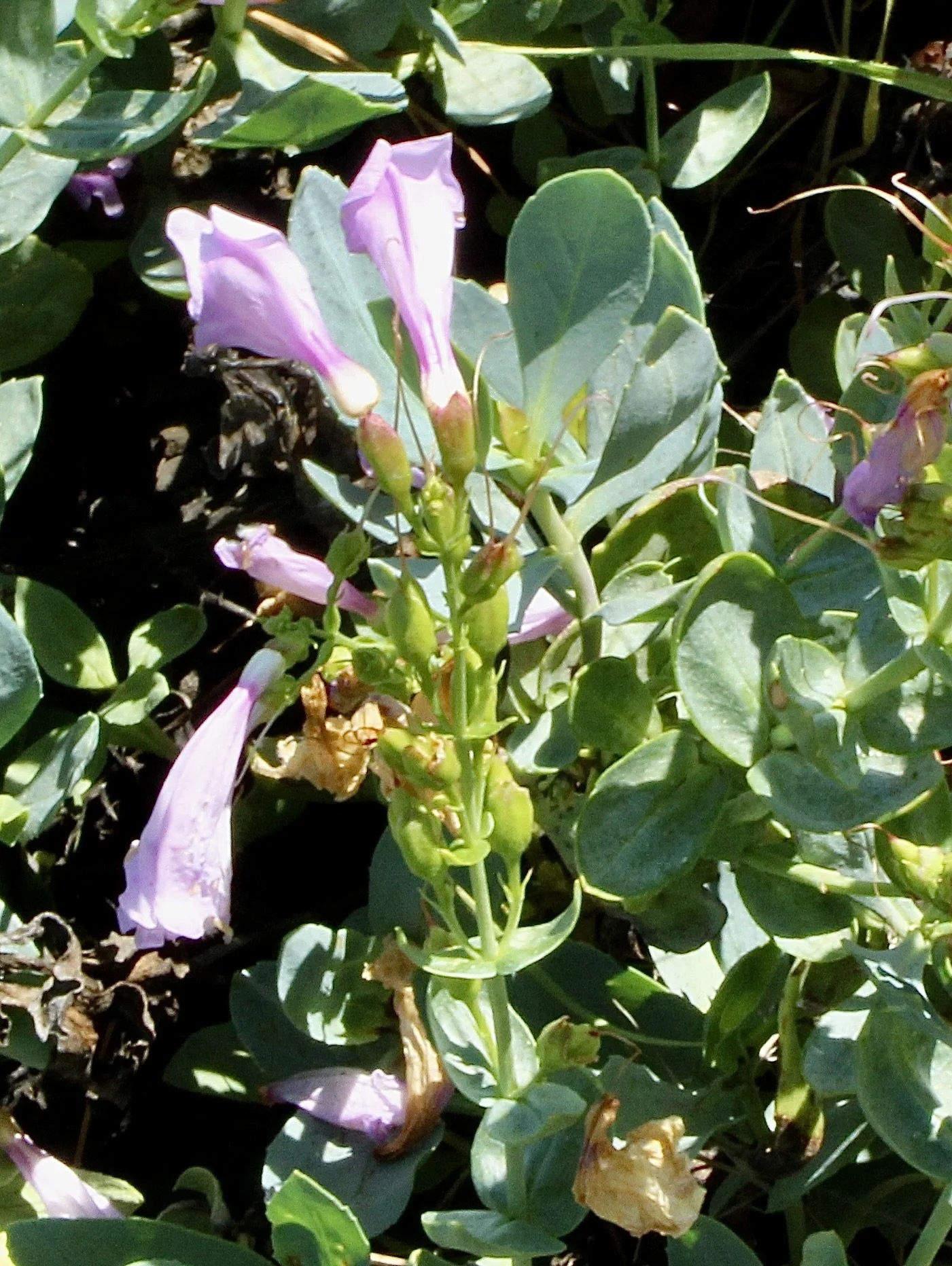 Leaves are slightly serrate