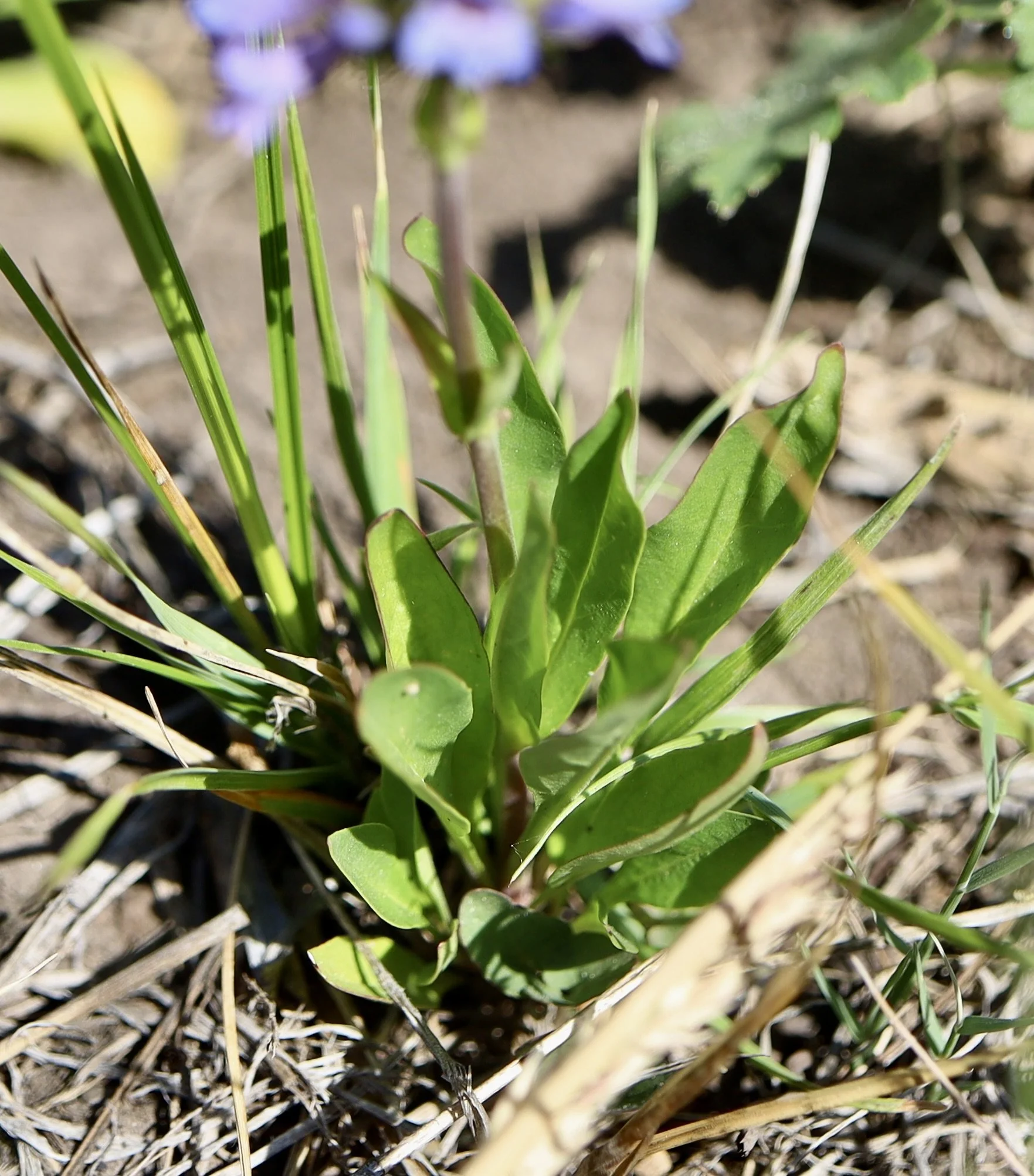 Leaves of the Small-flowered Penstemon