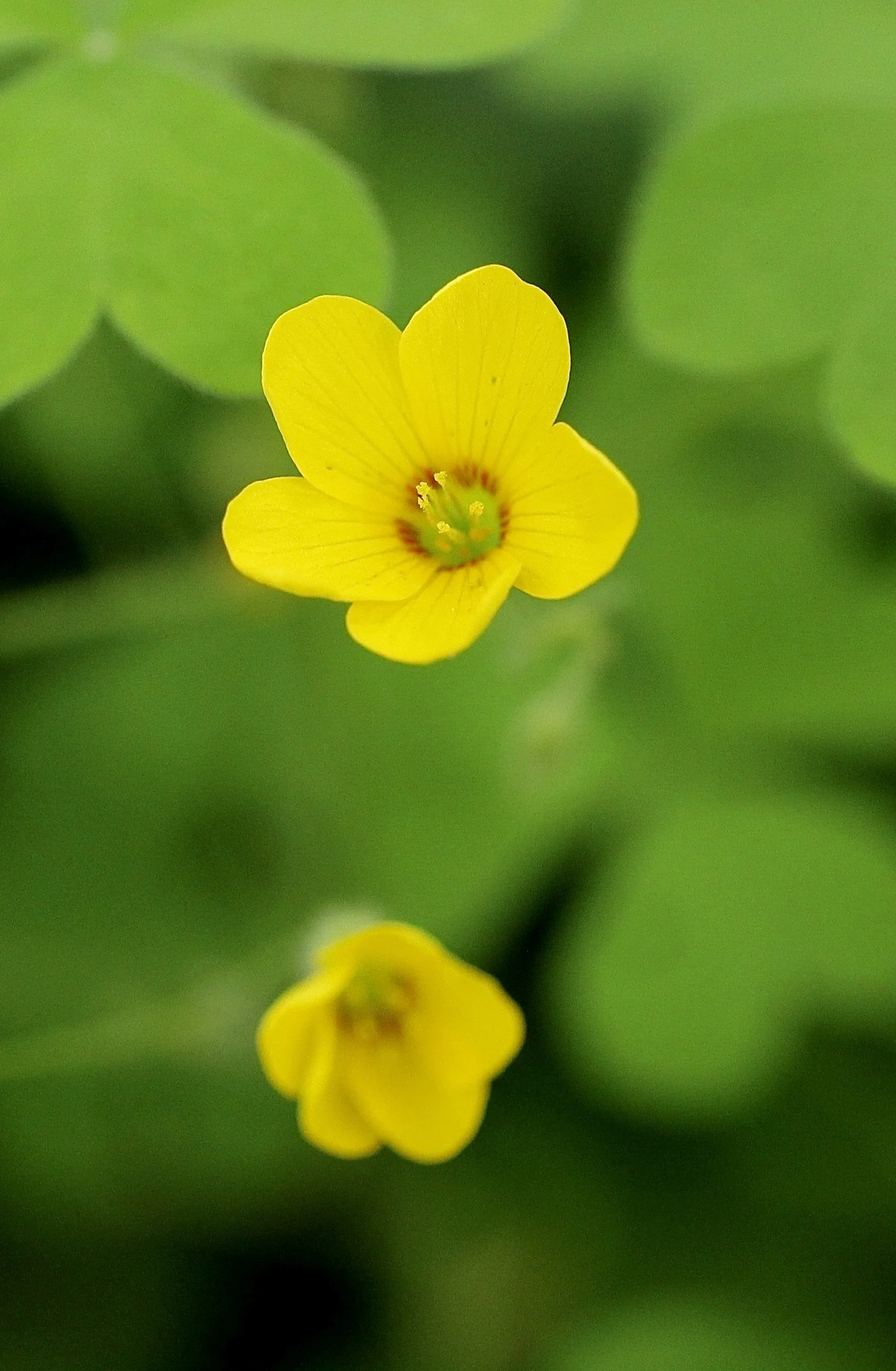 Click on this photo to return to the Yellow/Orange Wildflowers page