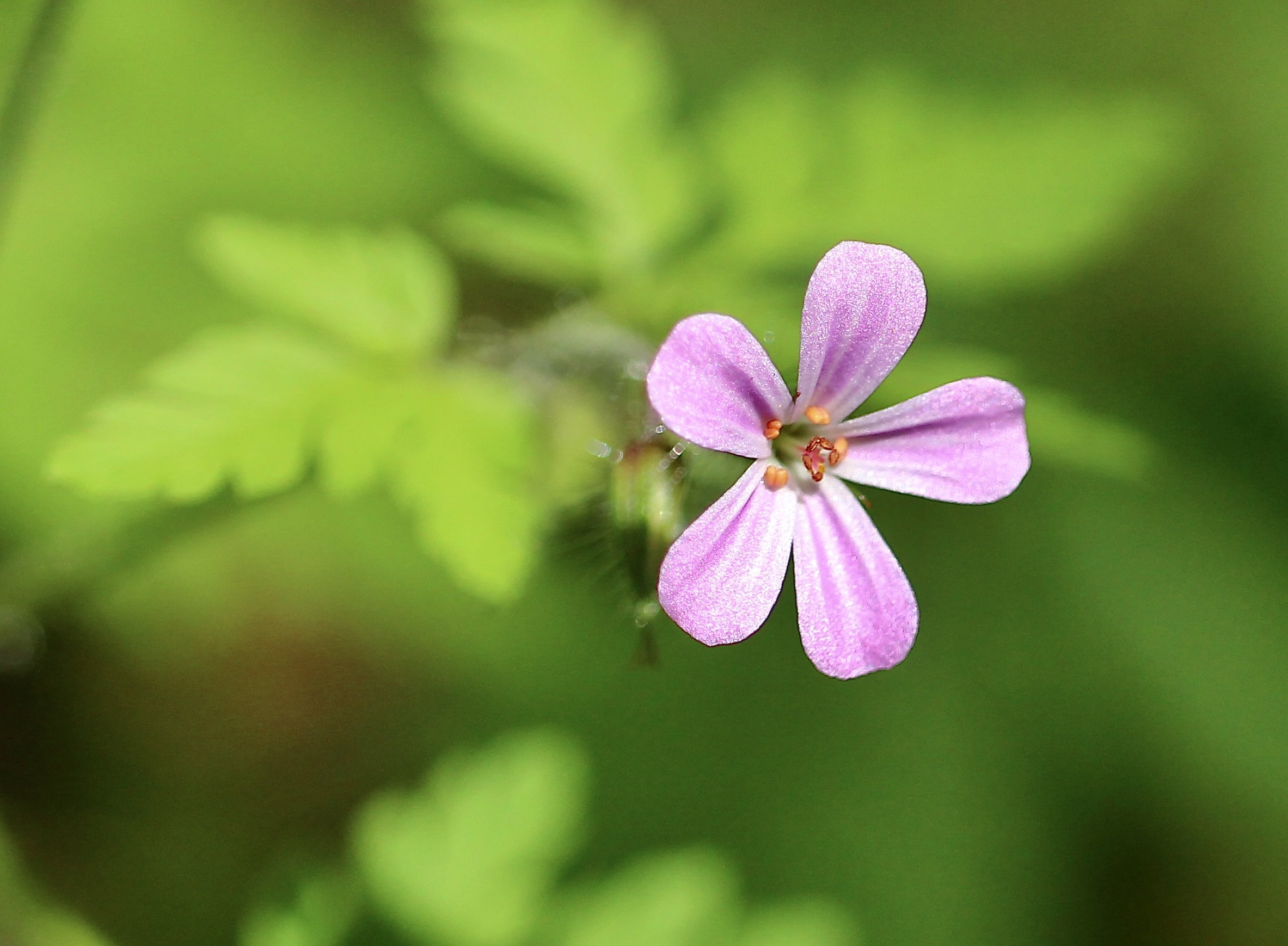 herb robert 2 close up.JPG