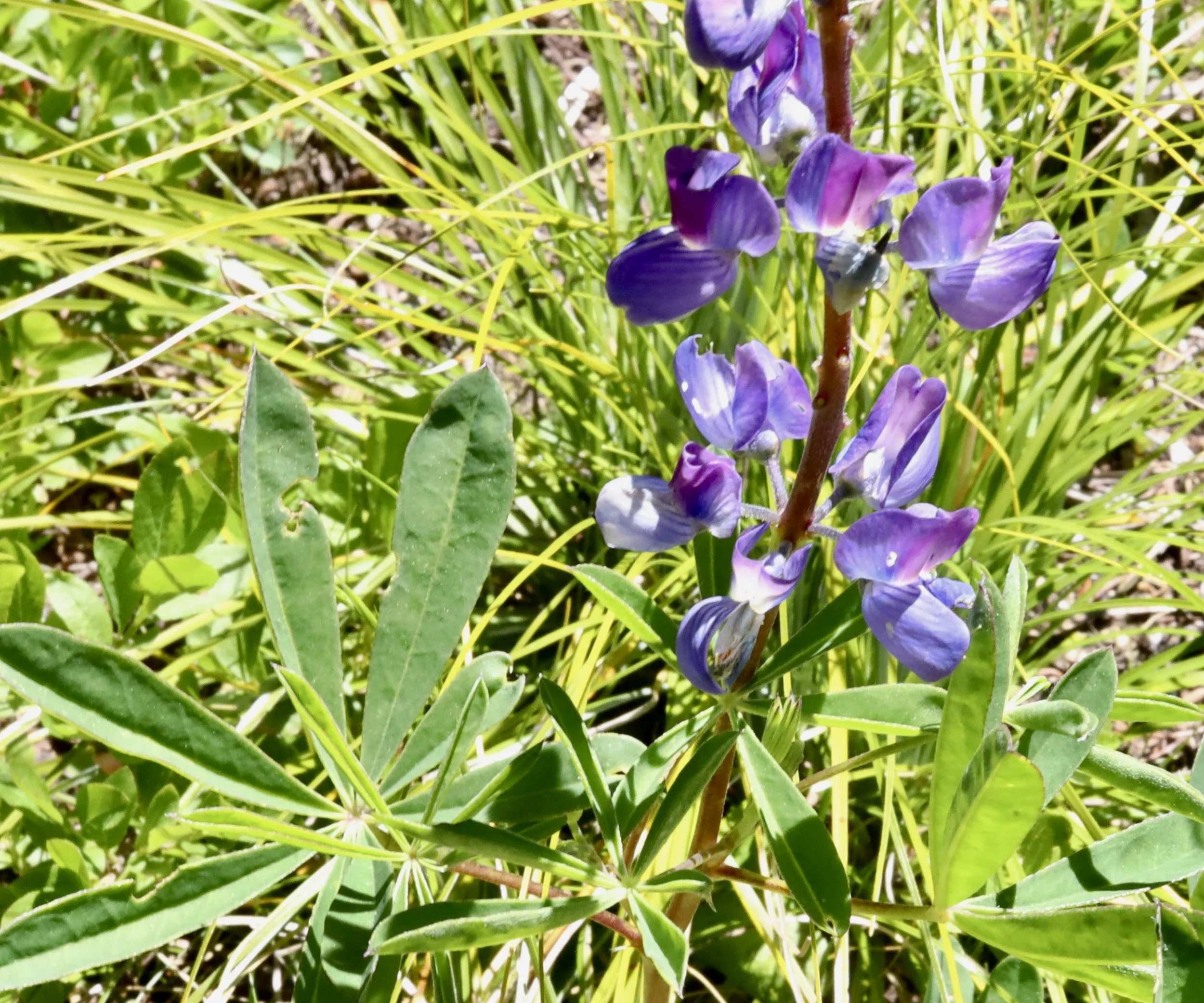 Bigleaf Lupine  //  Lupinus polyphyllus  --  Placid Lake 6/17/2026