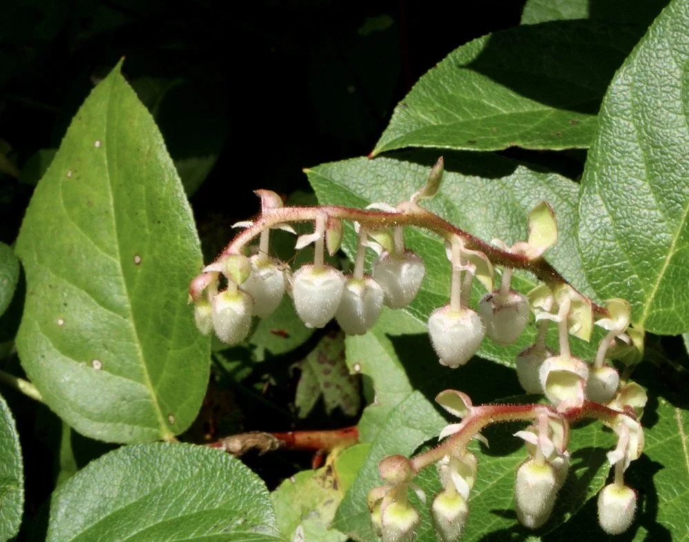 Salal  //  Gaultheria shallon