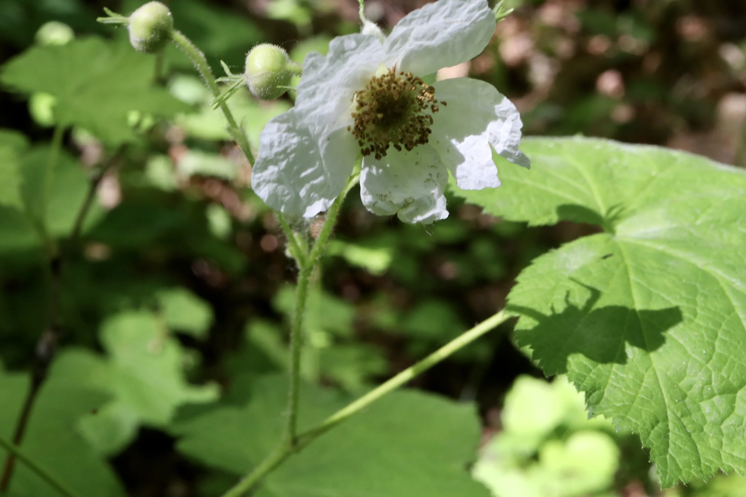 thimbleberry flower and buds.JPG
