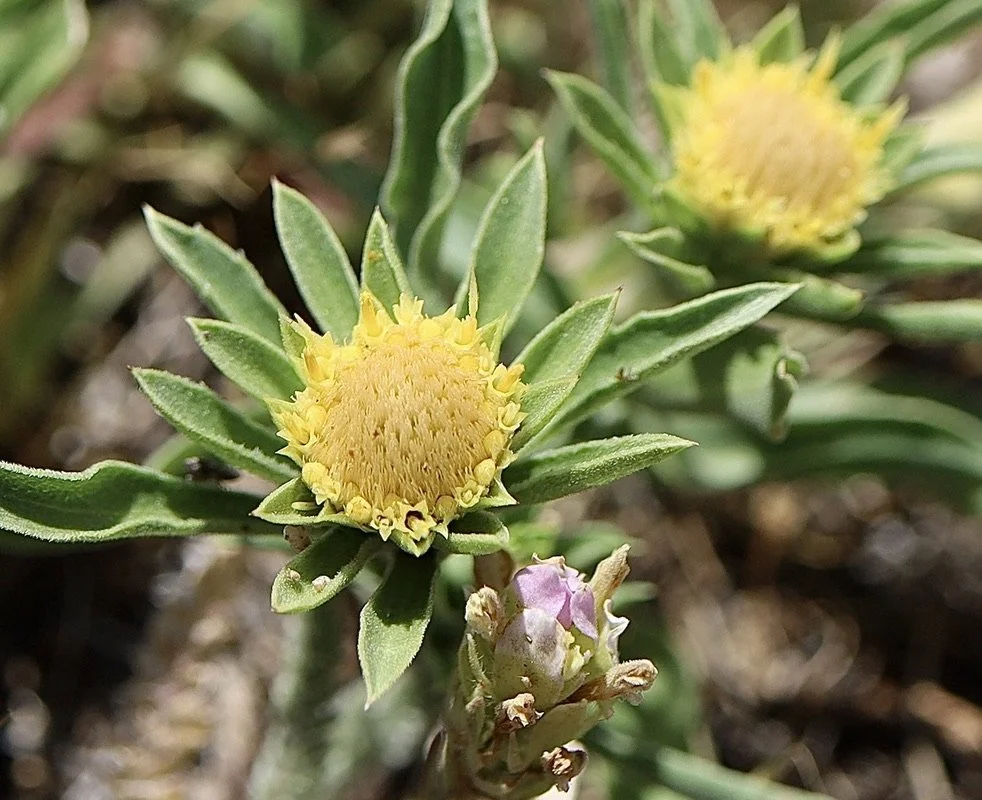 Largeflowered Goldenweed  //  Pyrrocoma carthamoides  --  Patti's Trail  7/2/2025