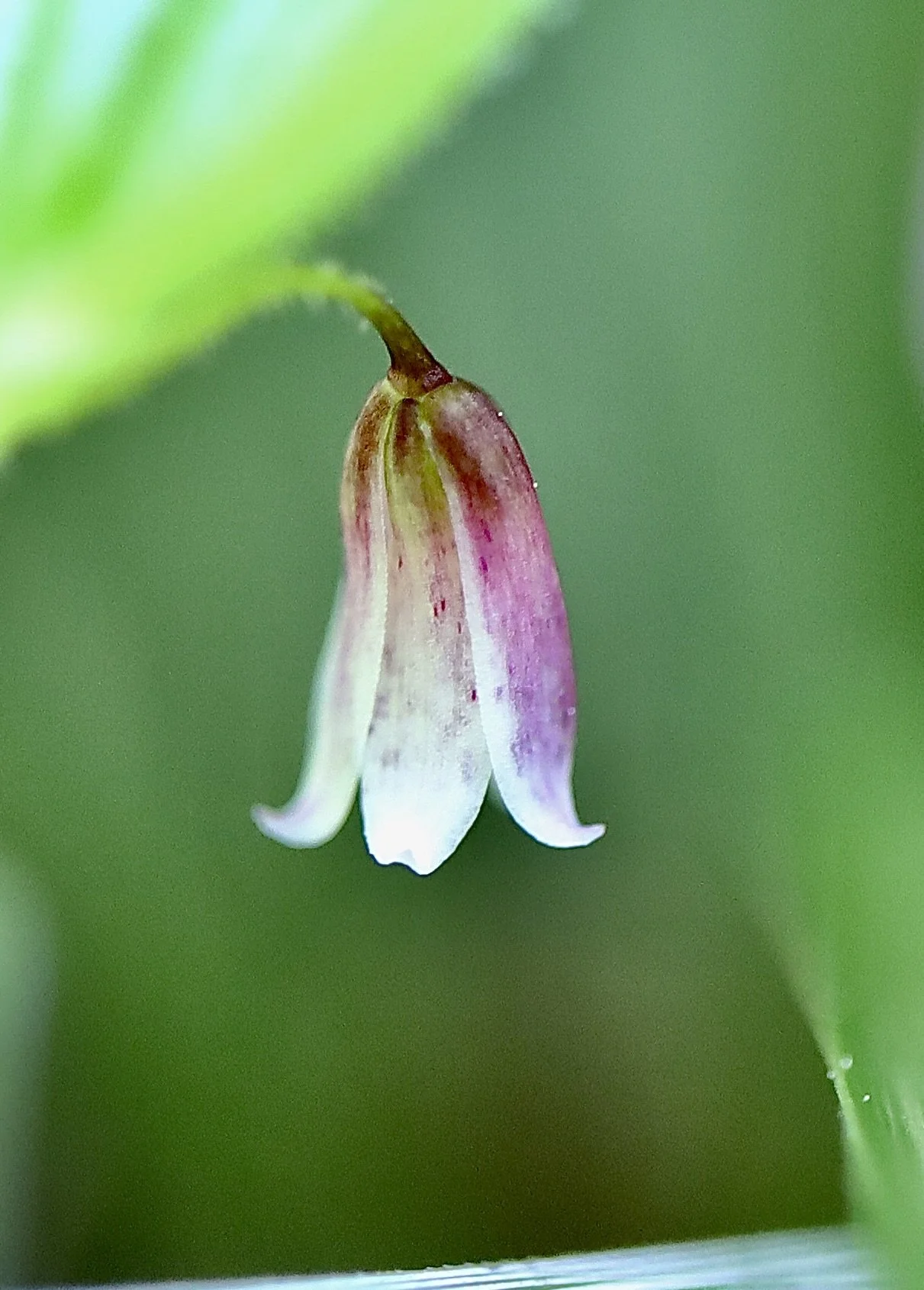 close up.JPG