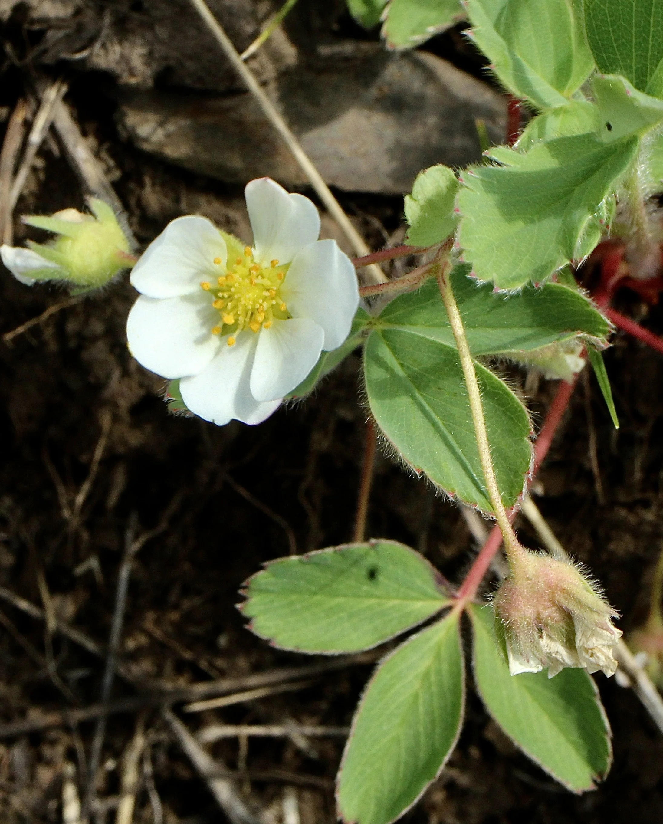 Woodland Strawberry  //  Fragaria vesca
Patti's Trail 5/26/2023