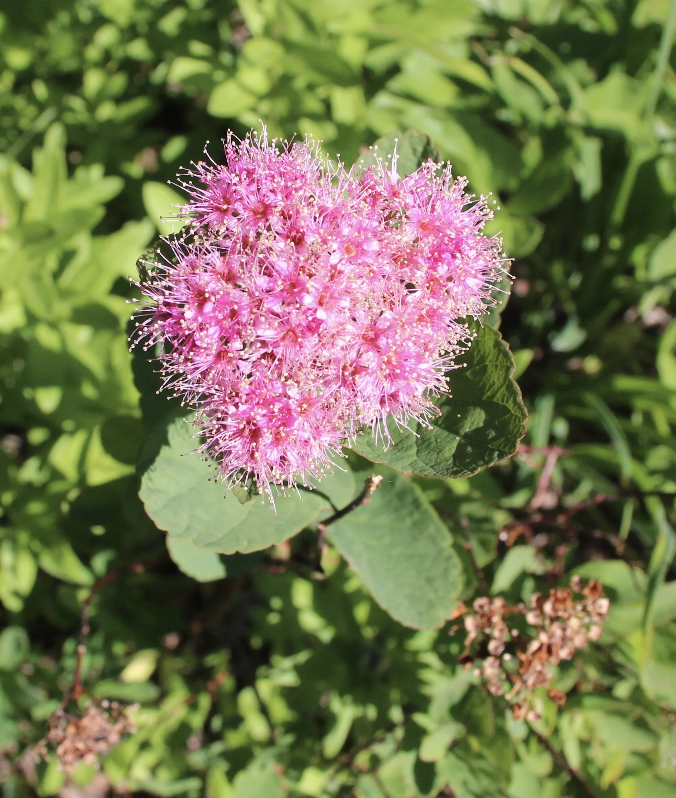 Rosy Spiraea  //  Spiraea splendens  --  Alta Vista Trail, Mt Rainier, WA  8/25/20