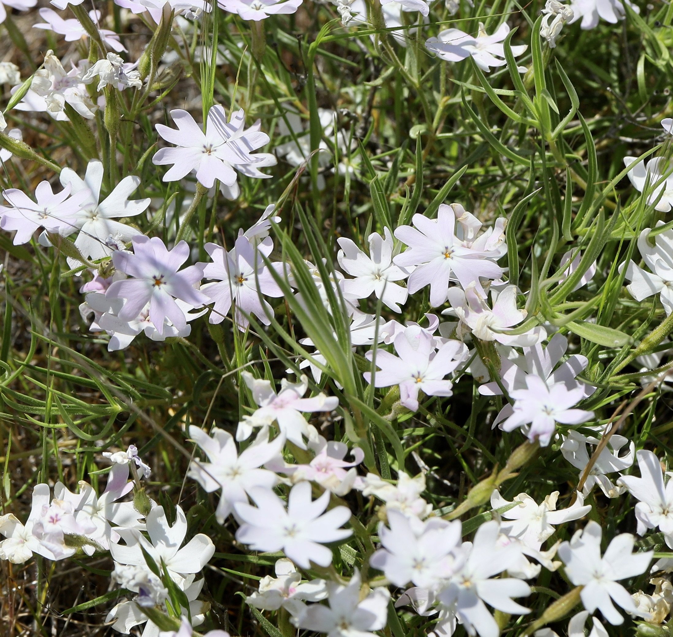 Showy Phlox  //  Phlox speciosa  --  Crawford Oaks Trail 5/1/2025