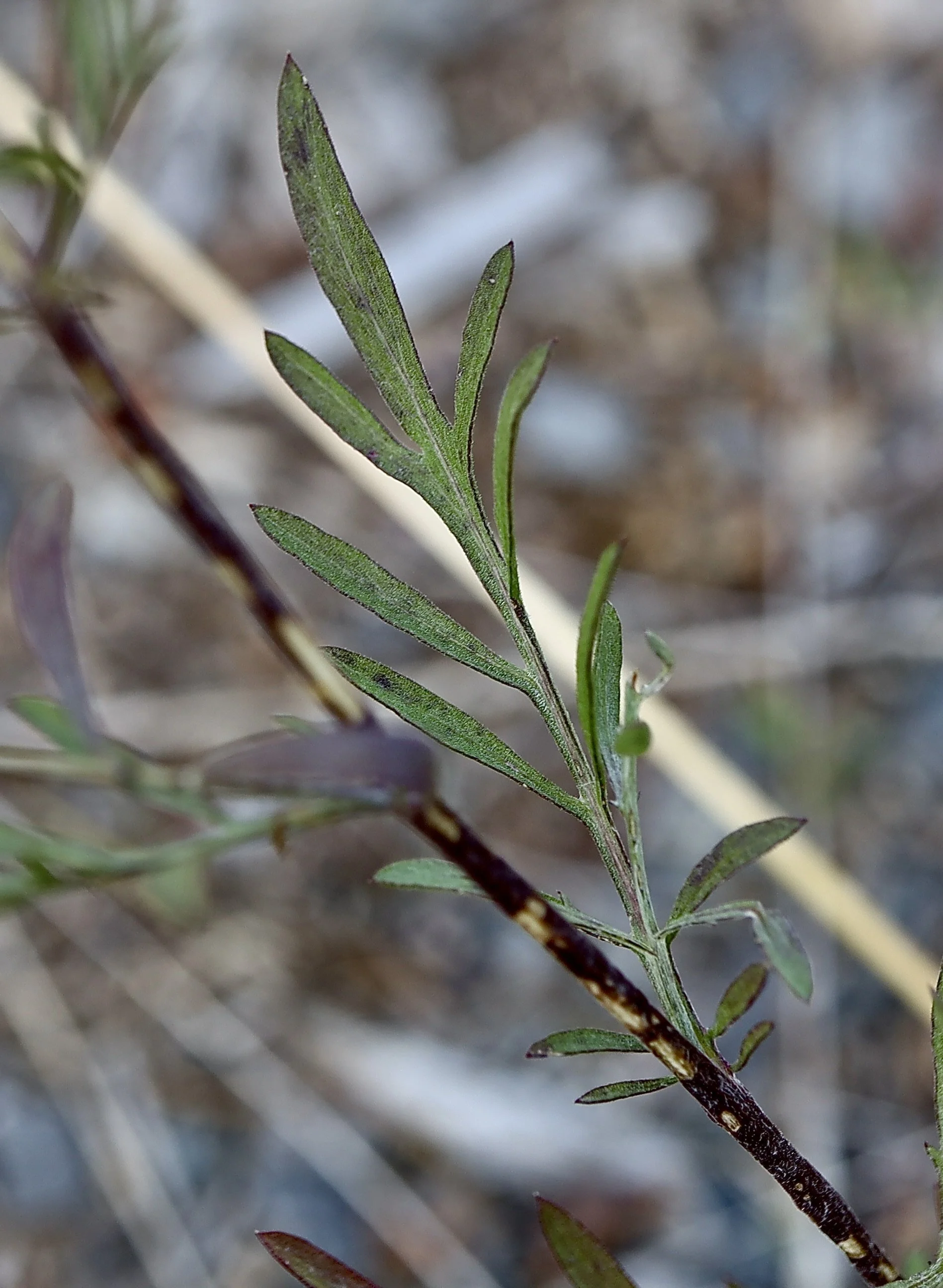 Leaves of Spotted Knapweed