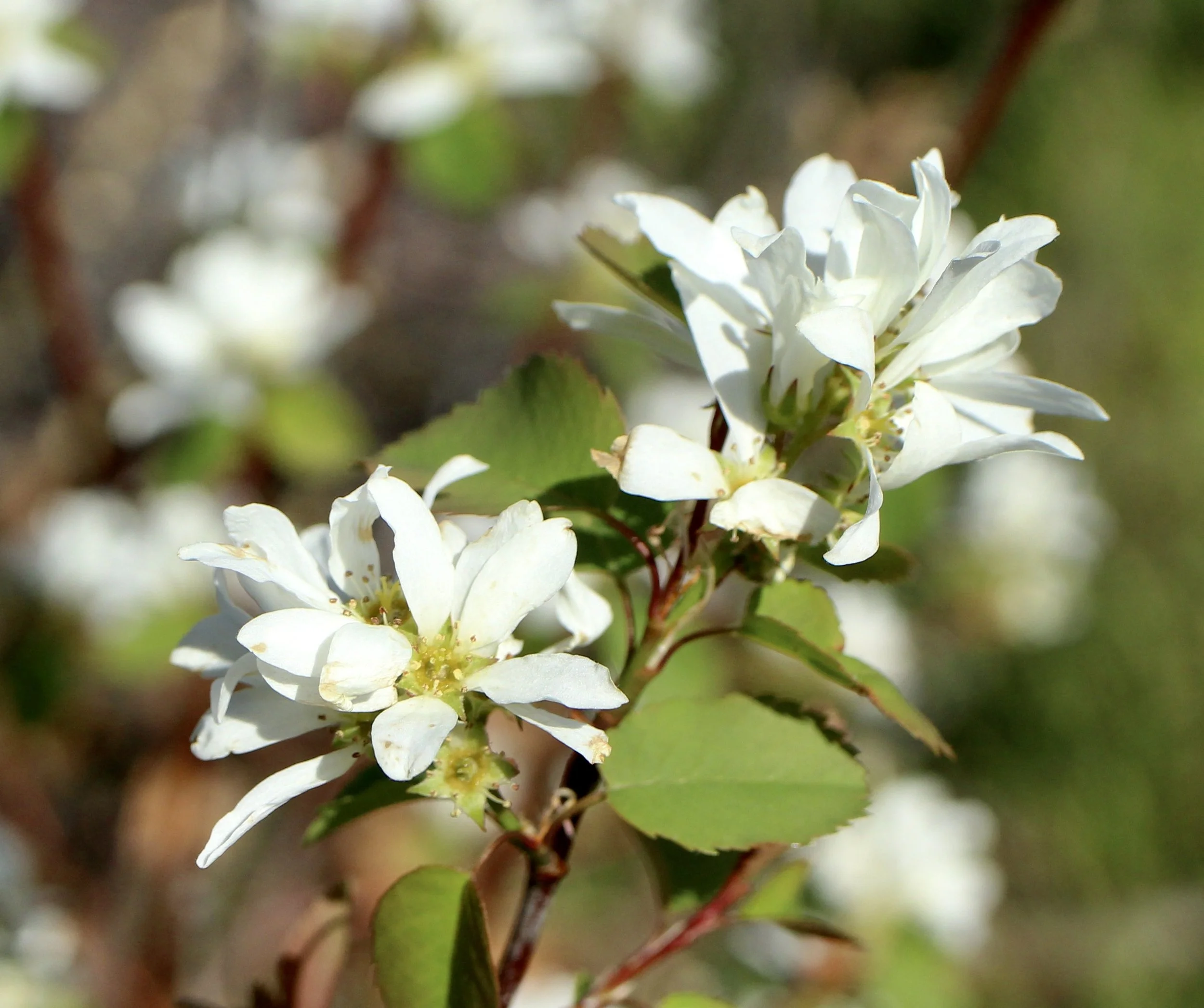 Bitter Cherry  //  Prunus emarginata