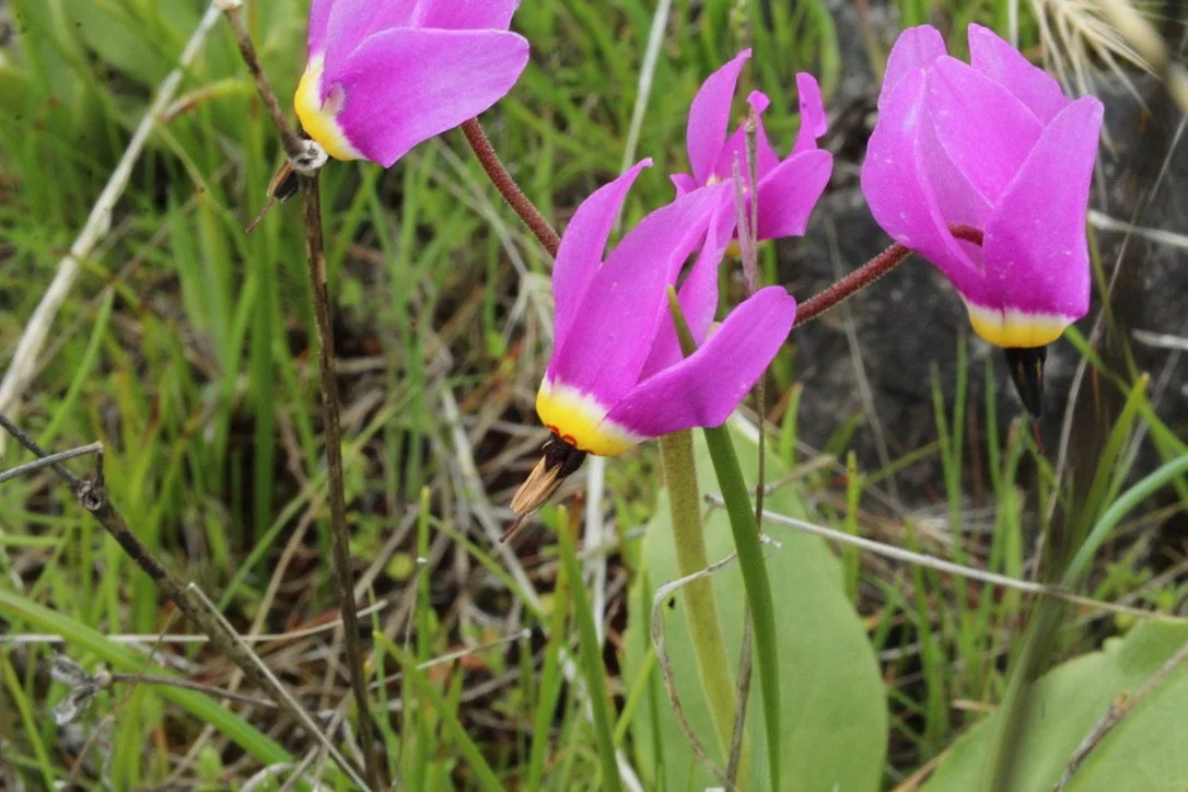 Poet's Shooting Star  //  Dodecatheon poeticum  --  Catherine Creek Trail 4422 4/6/2024