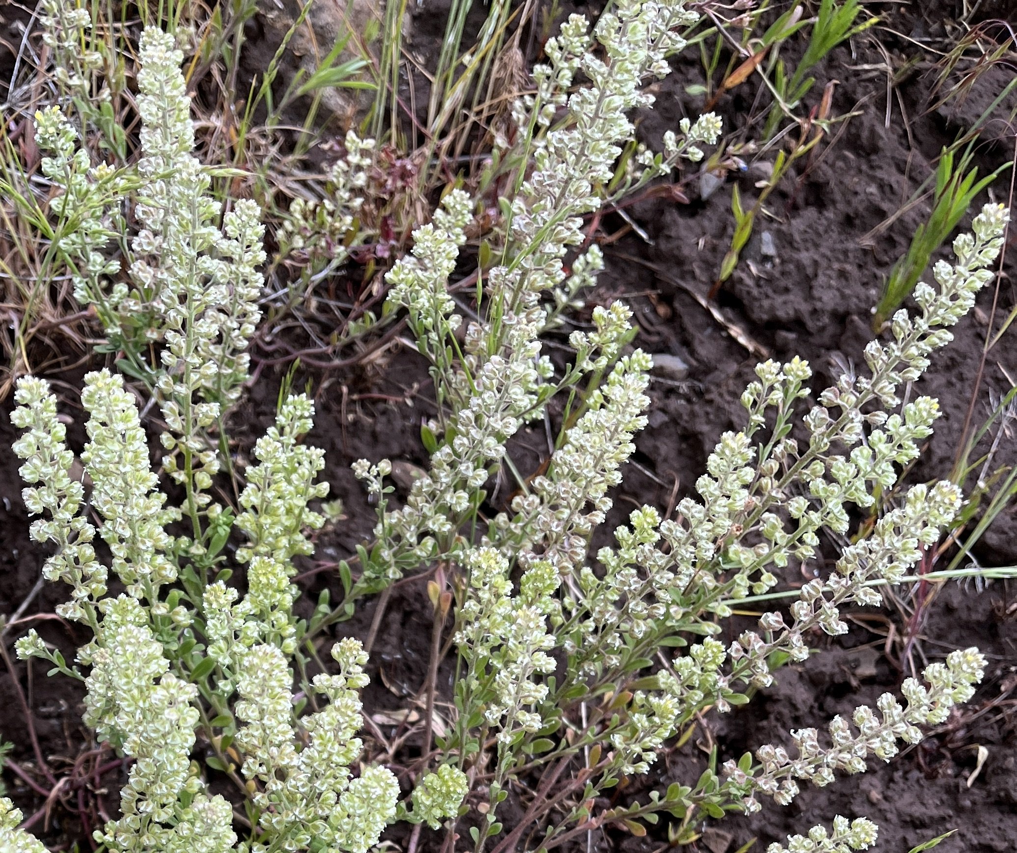 Field Peppergrass  //  Lepidium campestre  
Canyon Vista Trail, Zumwalt Prairie 6/18/2024