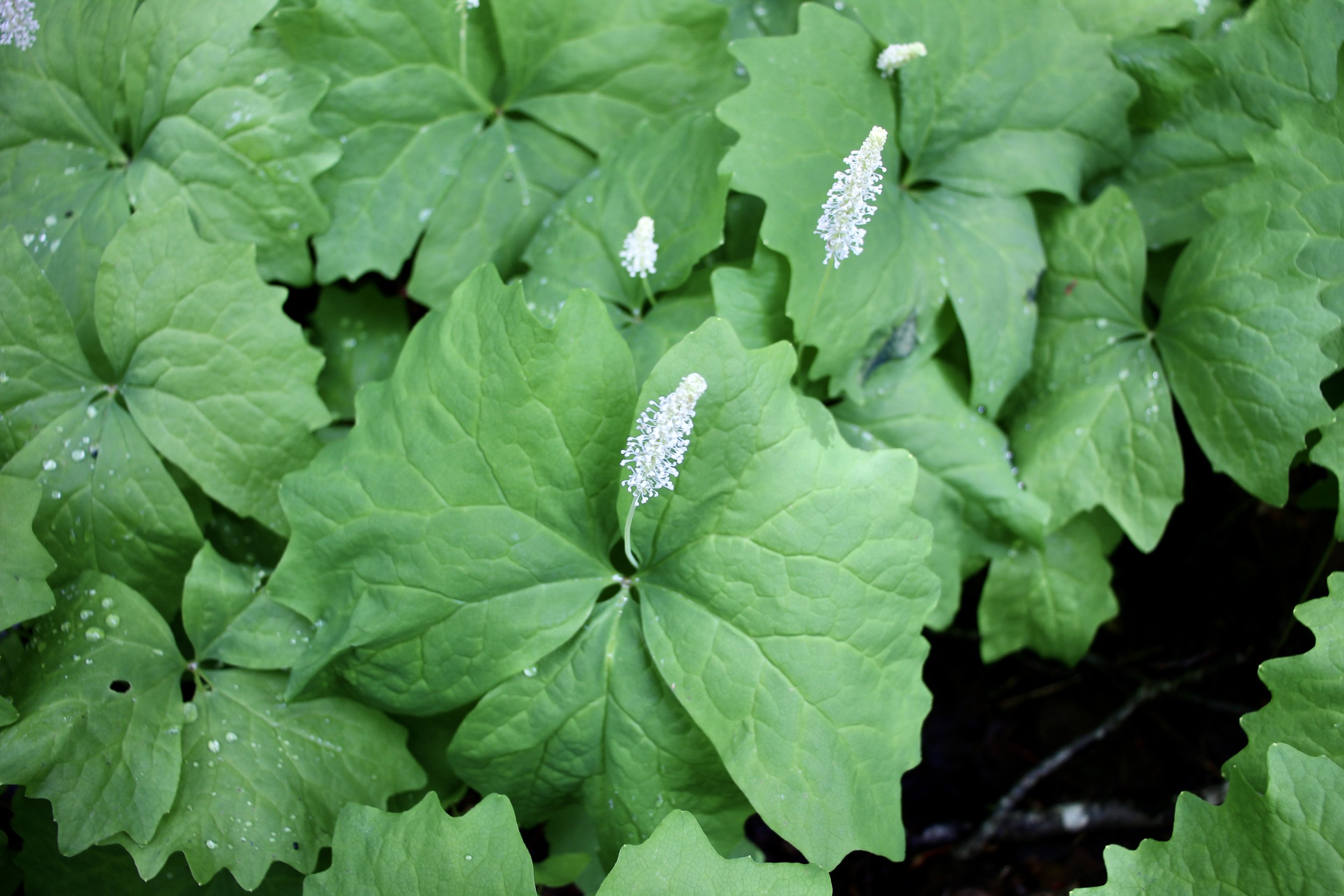 Vanilla Leaf  //  Achlys triphylla  --  Sleeping Beauty Trail 5/18/2019