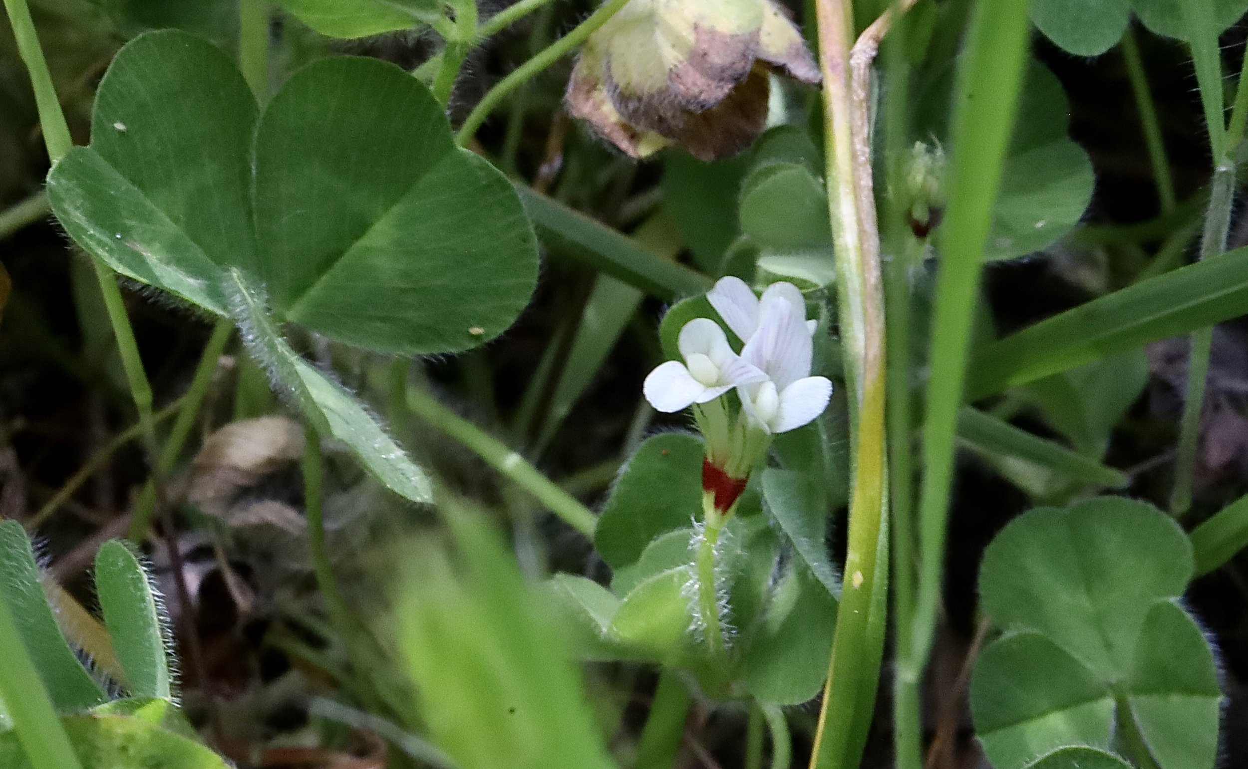 with leaves.JPG