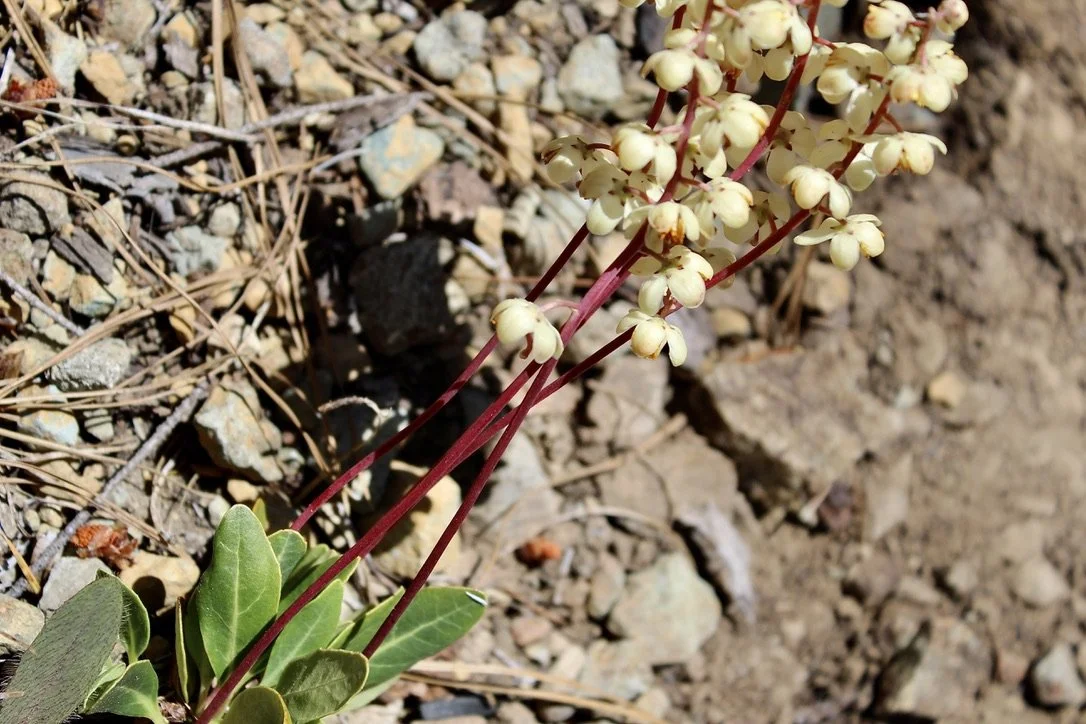 white veined wintergreen 2.jpeg