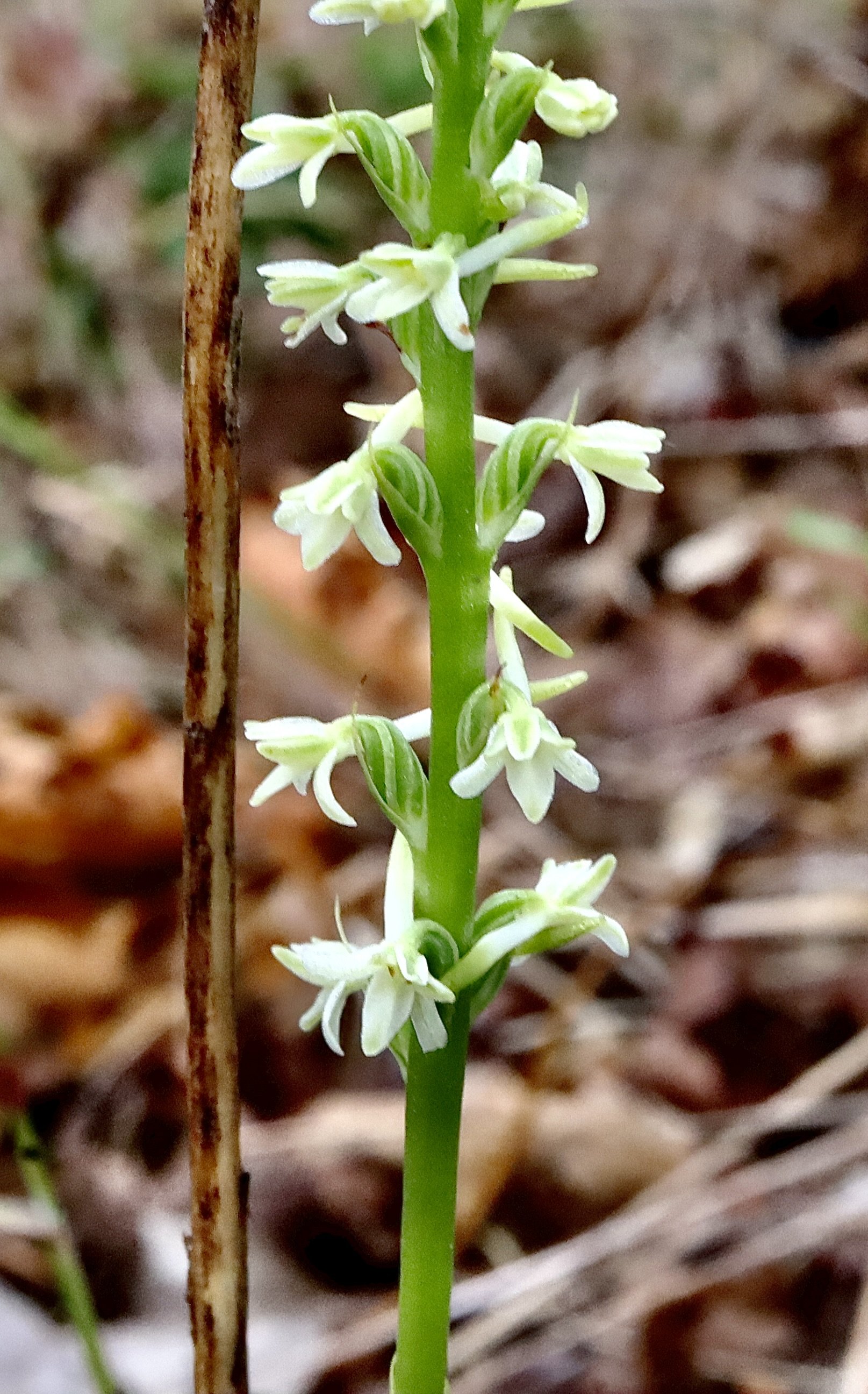 Long-spurred Rein Orchid  //  Platanthera elongata  --  Camassia Nature Preserve 7/8/2026