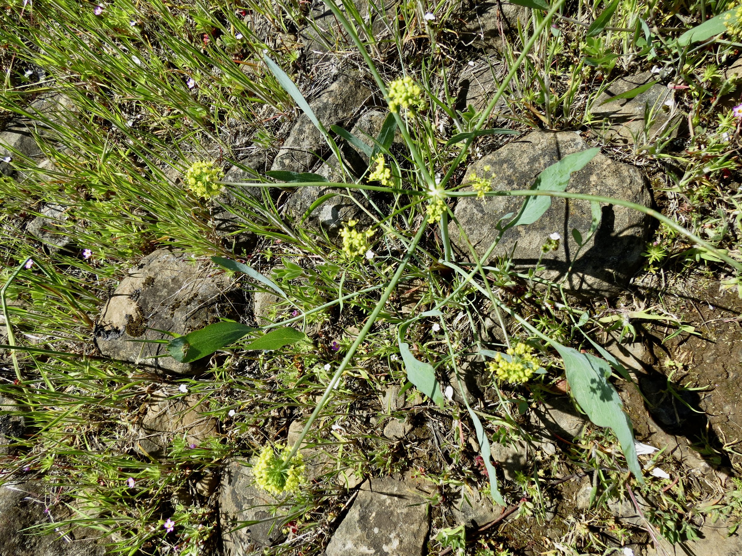 Barestem Desert Parsley  //  Lomatium nudicaule  --  Swale Canyon 4/9/2024