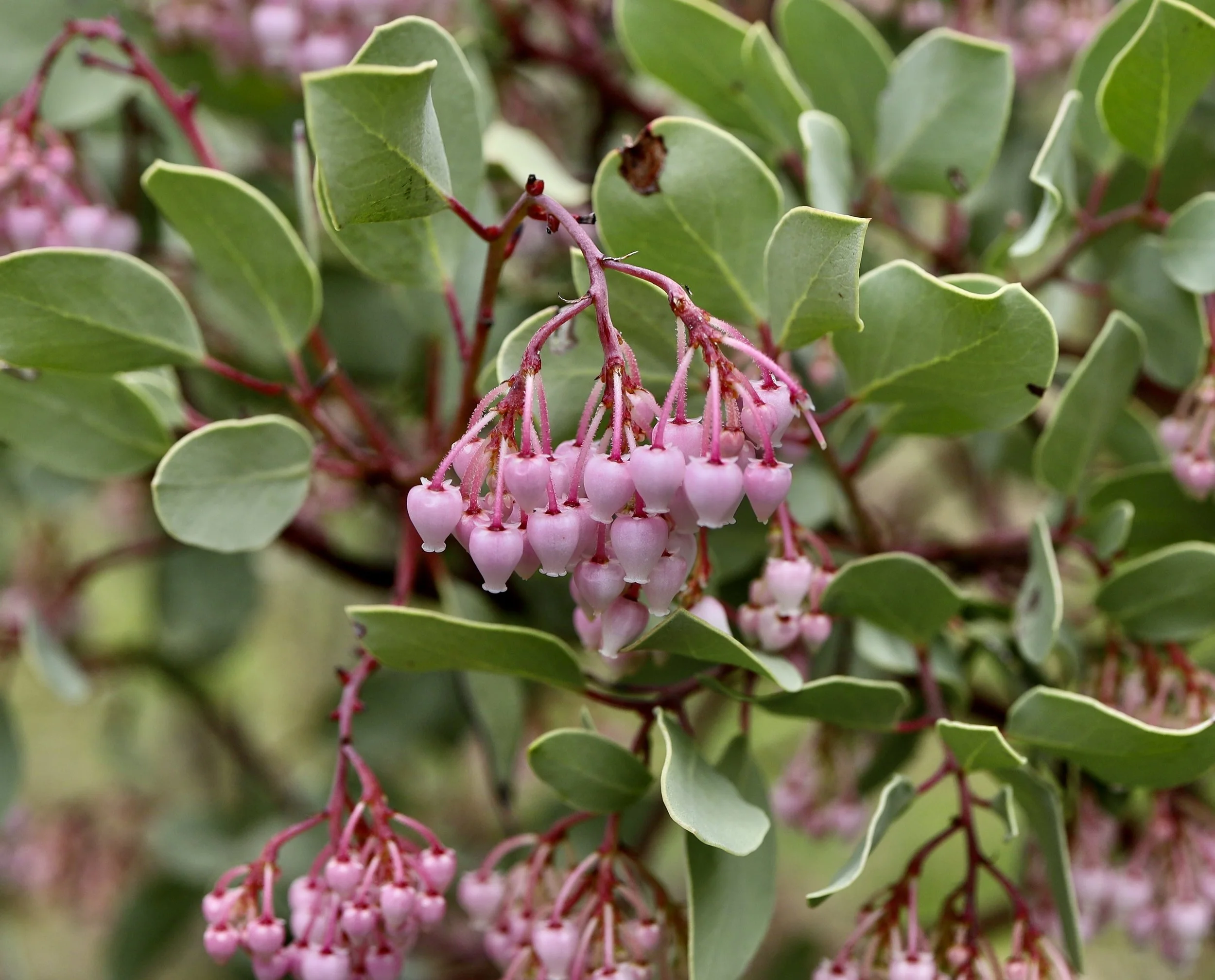 green manzanita 2.jpeg