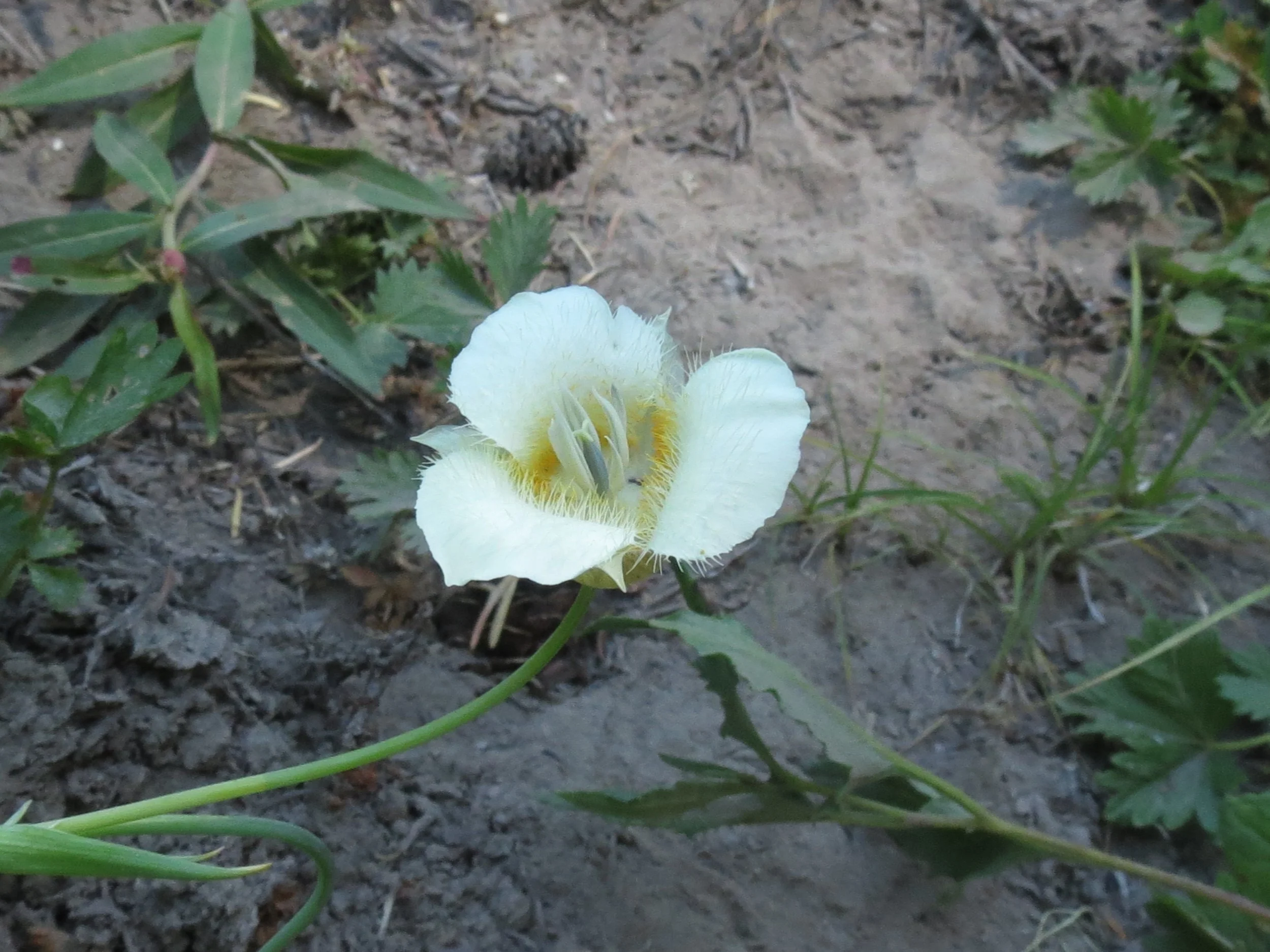 Subalpine Mariposa Lily  //  Calochortus subalpinus  --  Umbrella Falls trail  July22, 2026