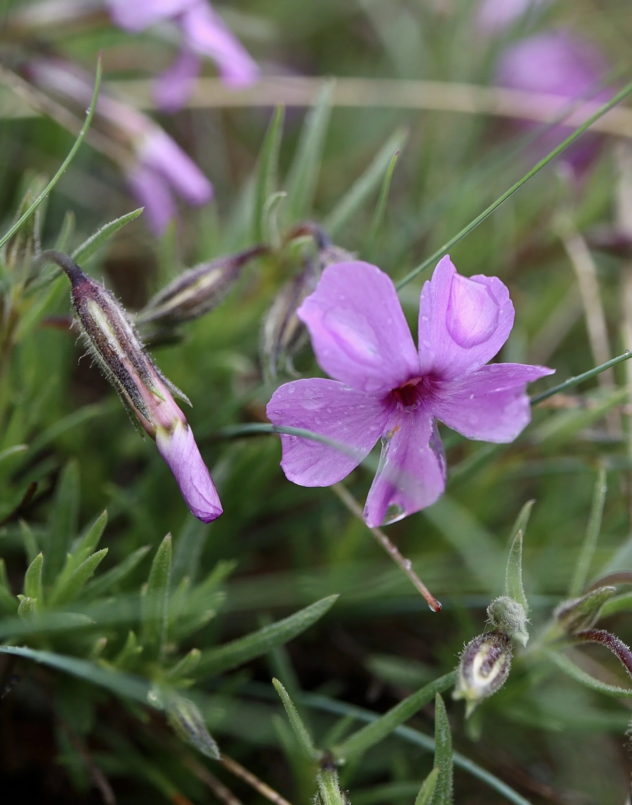 spreading phlox 4.JPG