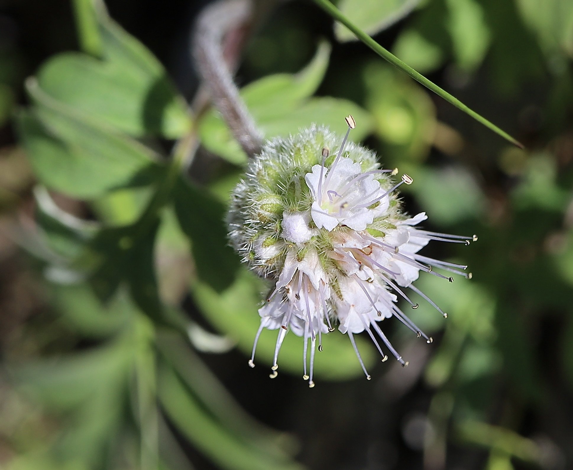 ballhead waterleaf 1.JPG