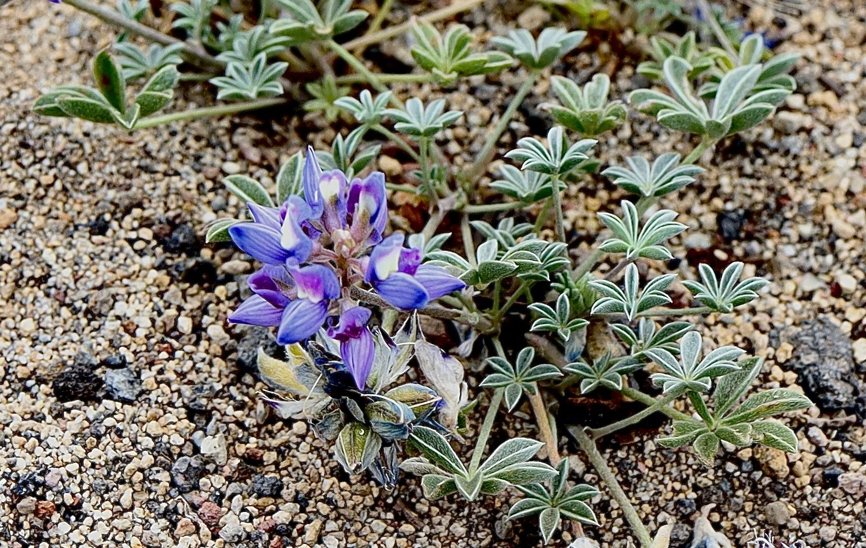 Prostrate Lupin  //  Lupinus lepidus var lobbii  
Bird Creek Meadows  8/12/2026