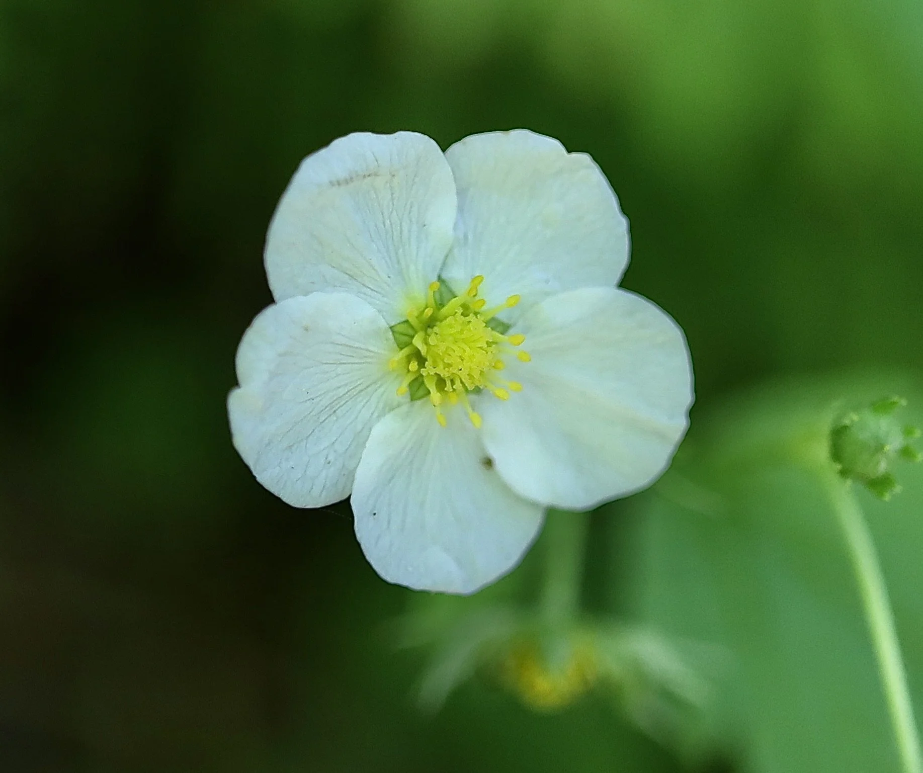 virginia strawberry 3.JPG