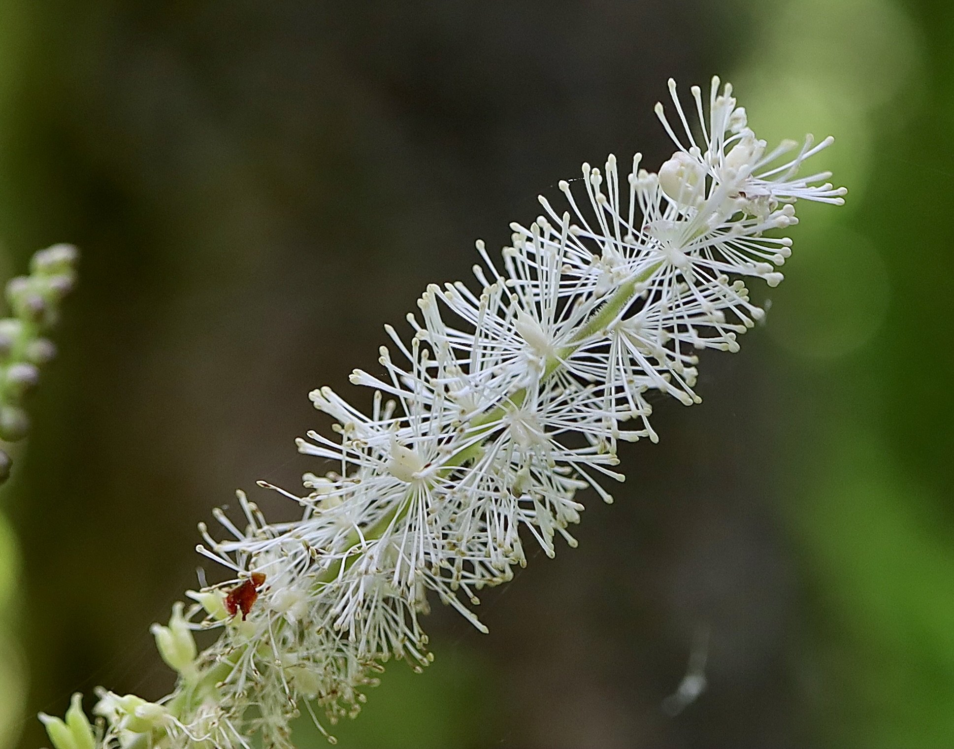 Tall Bugbane  //  Cimicifuga elata  --  Pool of the Winds Trail 6/11/2025