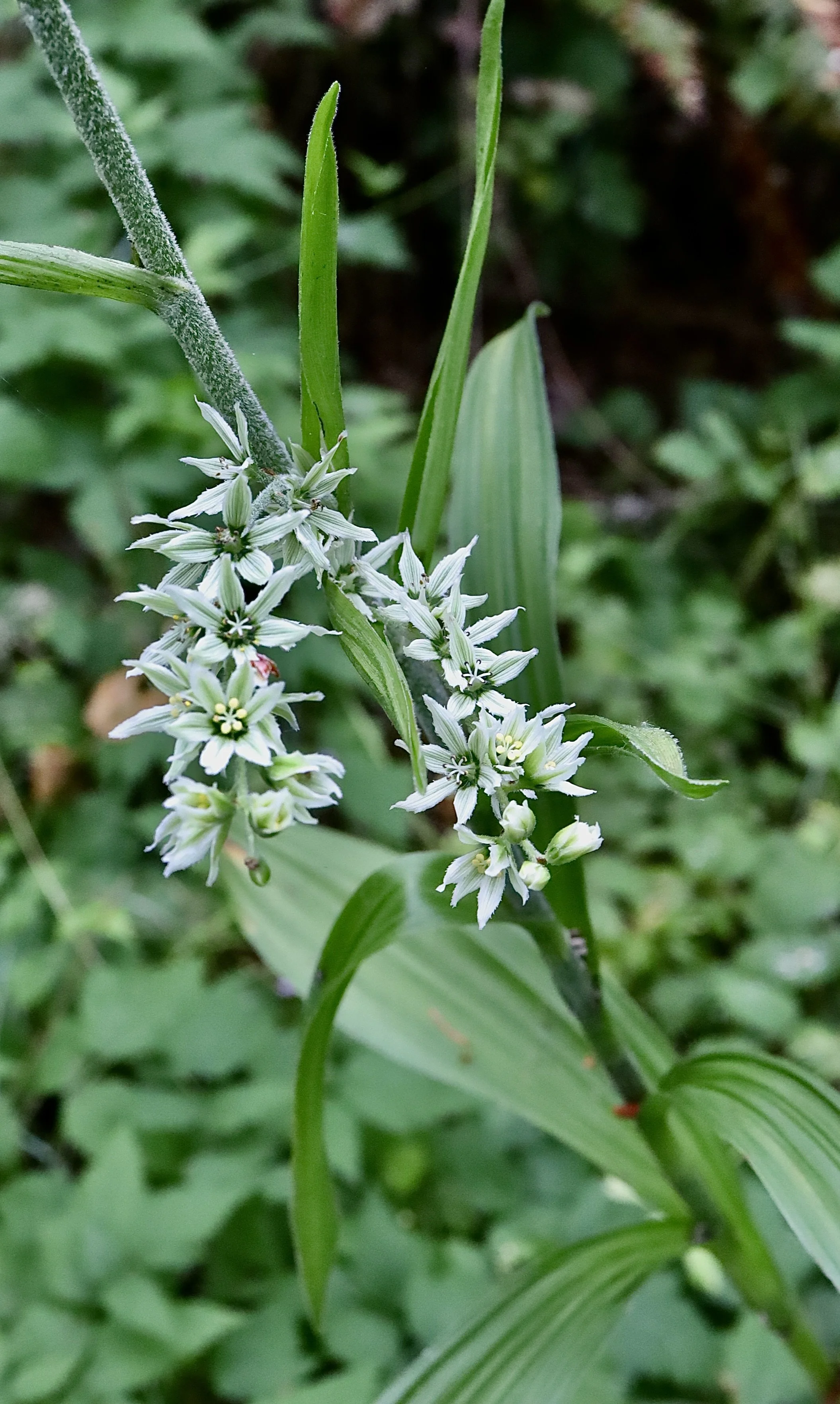 Cascade False Hellebore  //  Veratrum californicum var caudatum  --  Camassia Nature Preserve 7/1/2026