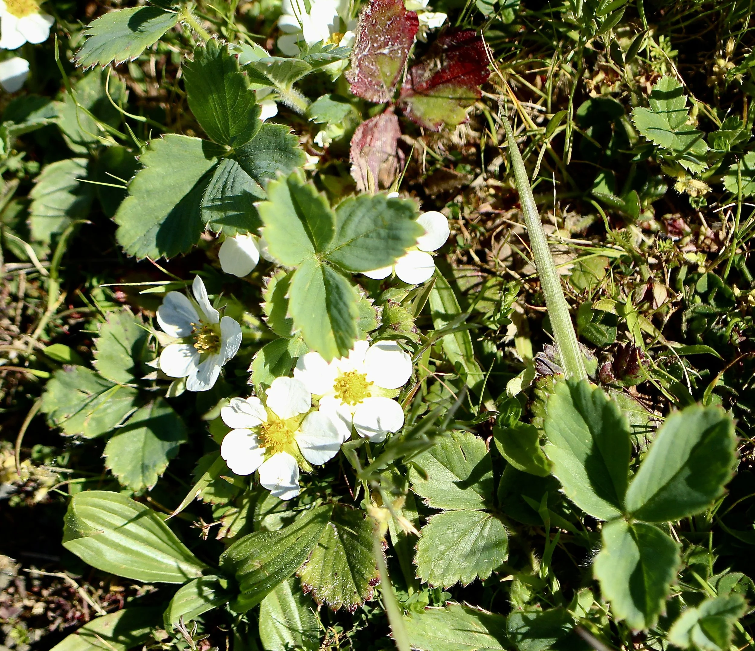 virginia strawberry 2.JPG