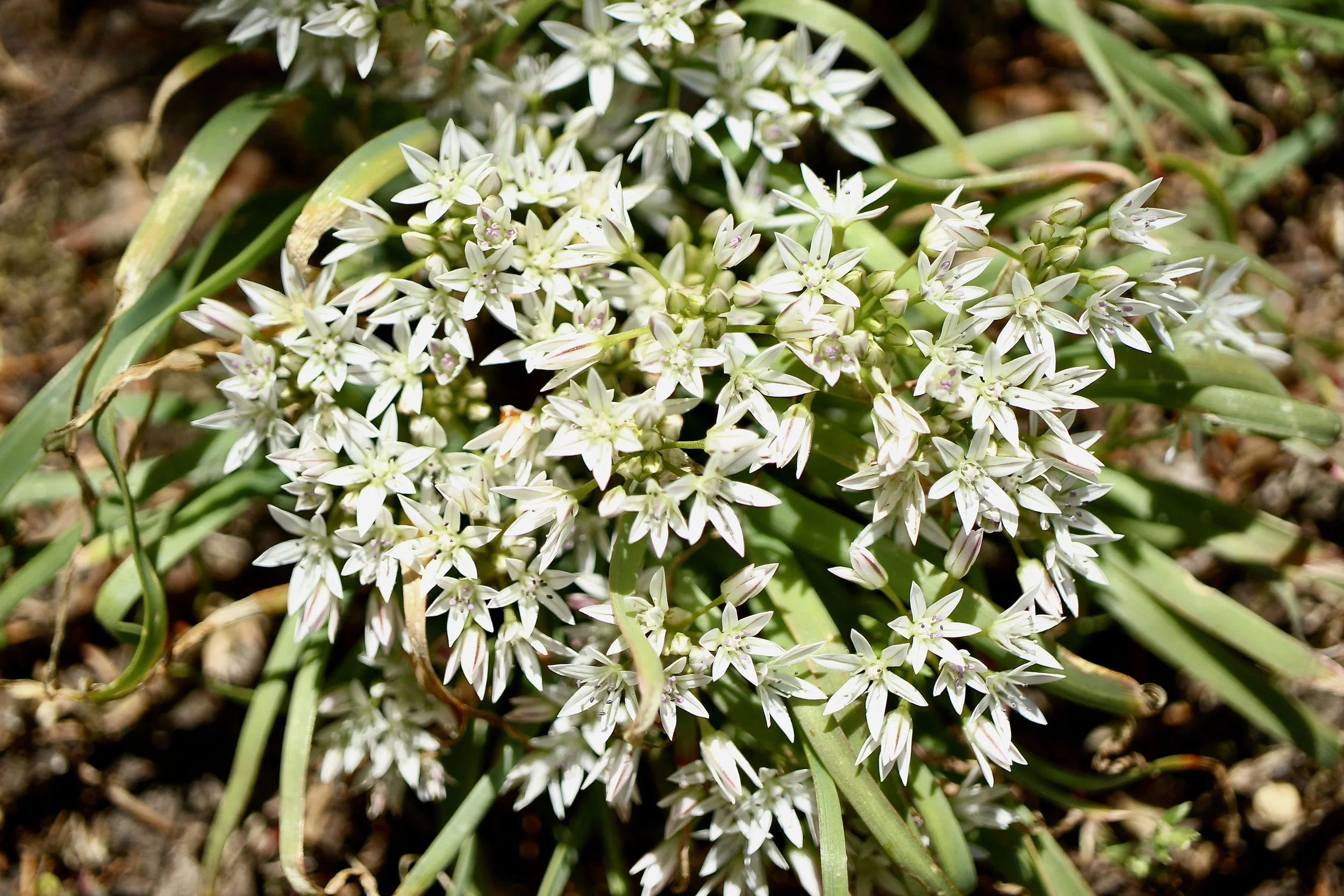 scalloped onion 2.JPG