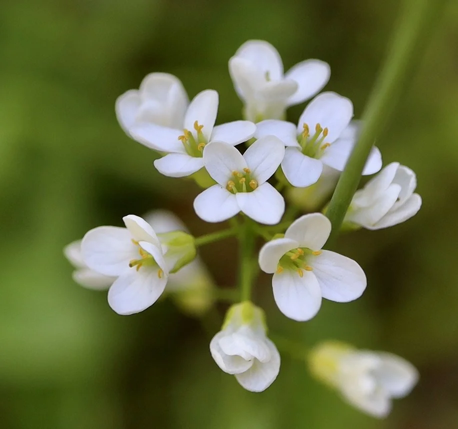 Drummond's Rockcress  //  Arabis drummondii  --  Divide Camp Trail 7/26/2022