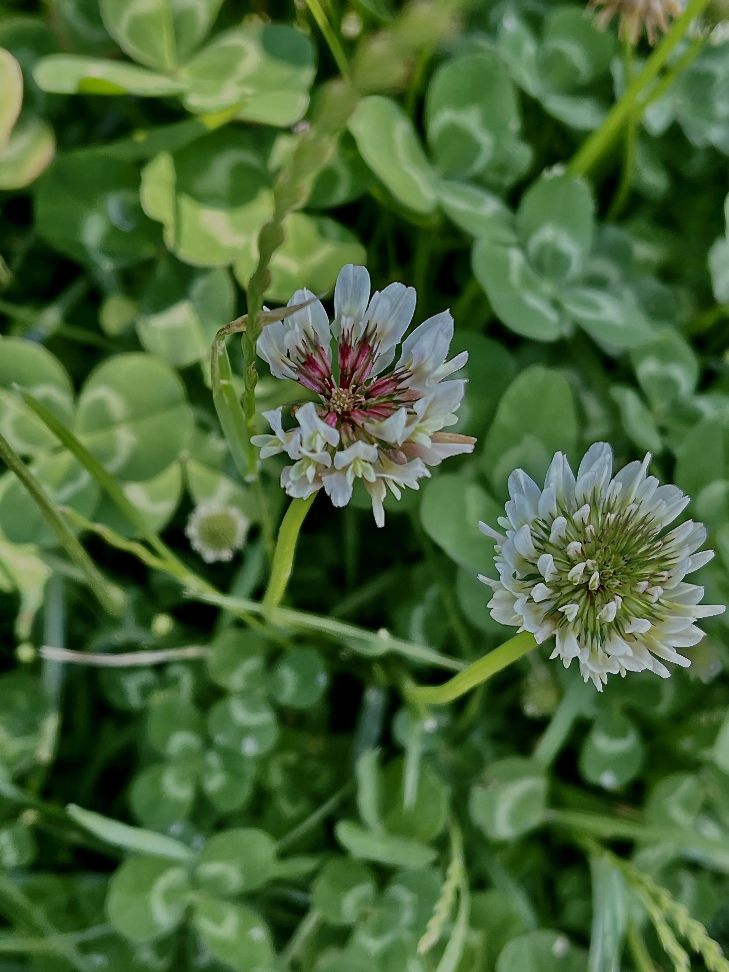 White Clover  //  Trifolium repens  --  Basket Slough 5/27/2026