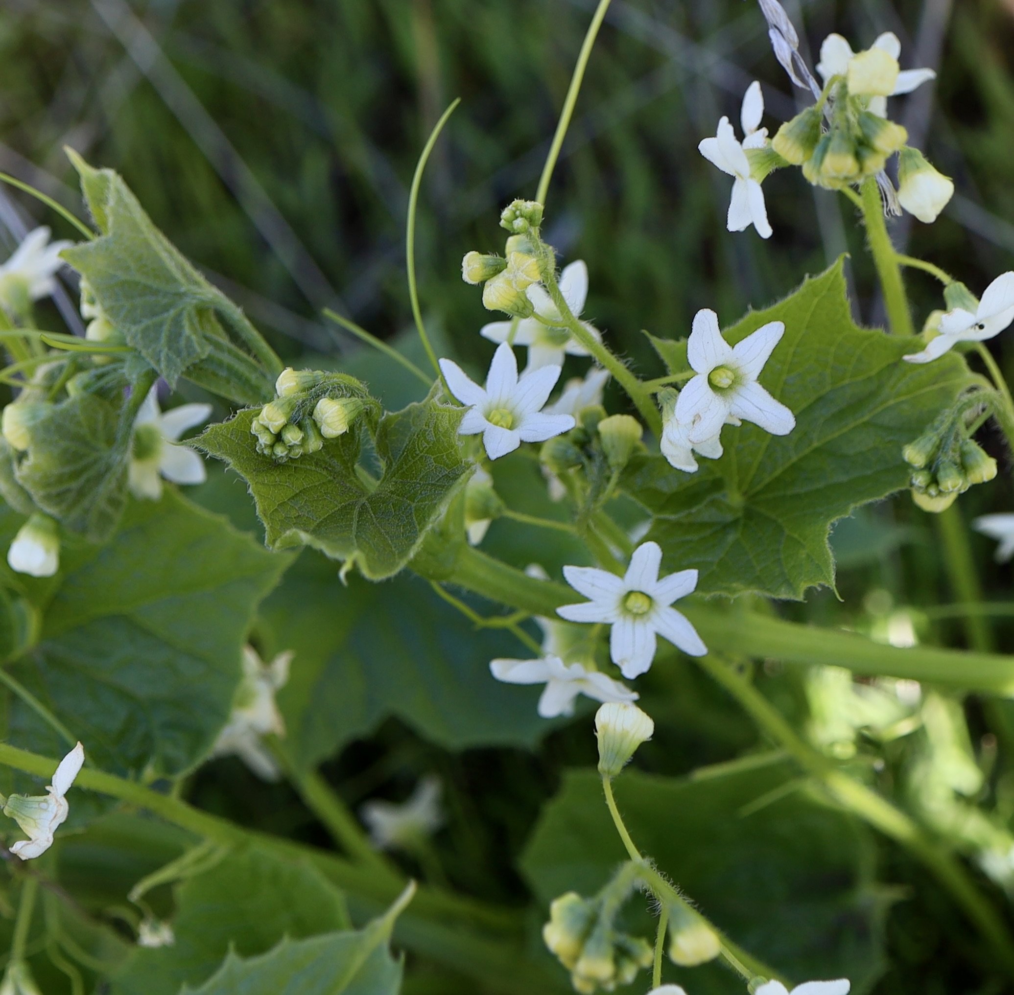 Wild Cucumber  //  Marah oreganus  --  Lyle Cherry Orchard Trail 4/5/2025