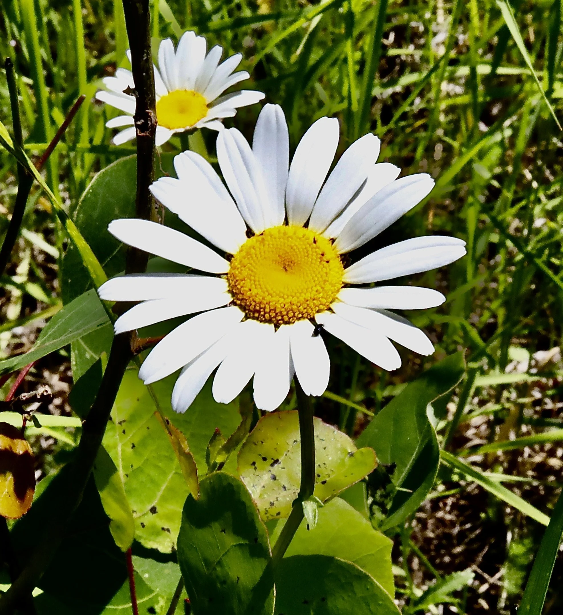 Click on this photo to return to the White Wildflowers page