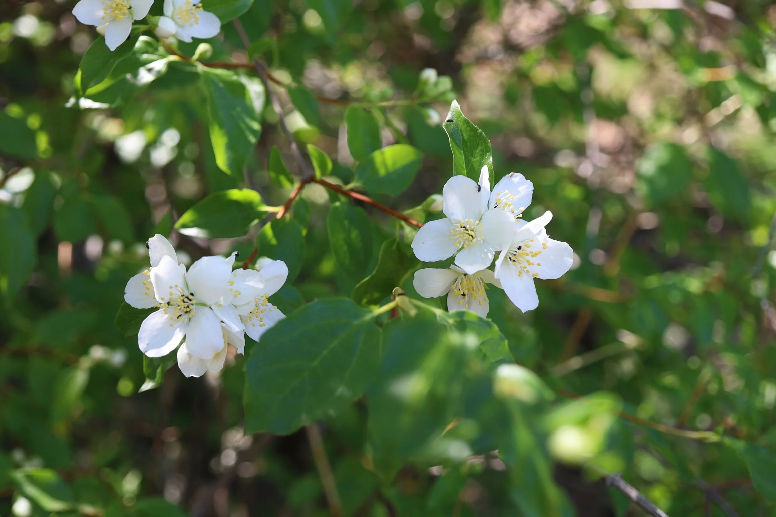 Click on this photo to return to the Shrubs and Small Trees page