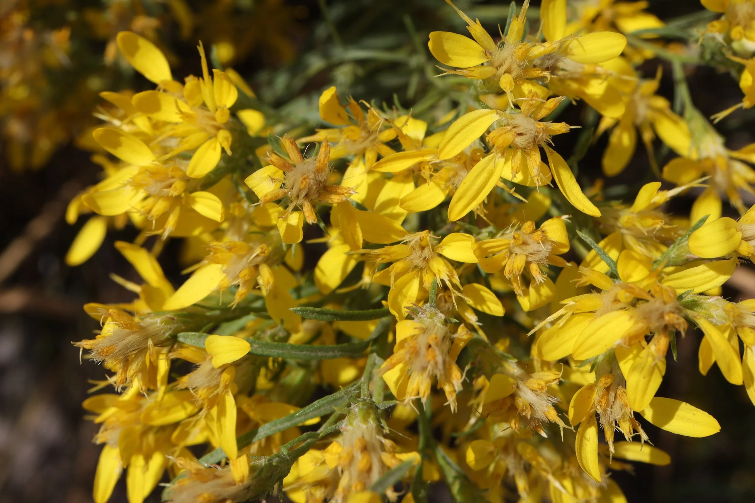 Rabbitbrush Goldenweed  //  Ericameria bloomeri  --  Crofton Ridge  8/26/2026