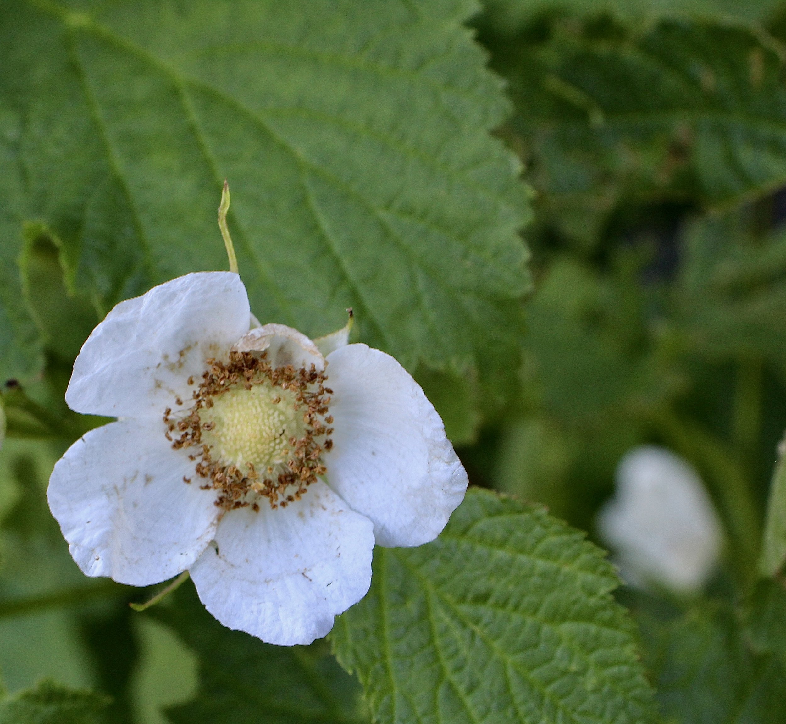 Click on this photo to return to the Shrubs and Small Trees page