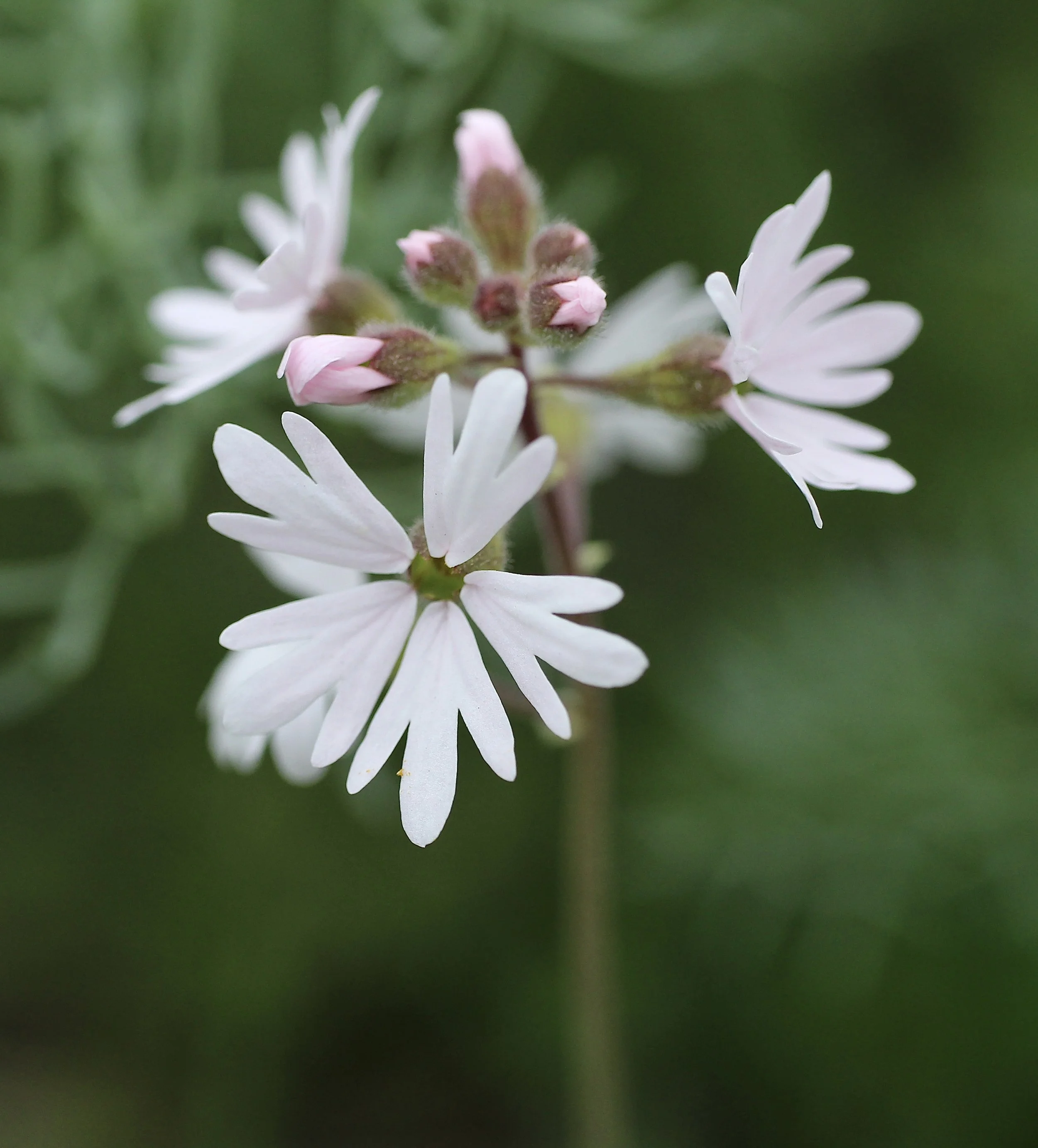 Woodland Prairie Star  //   Lithophragma parviflorum  --  McCall Point Trail 4/12/2025