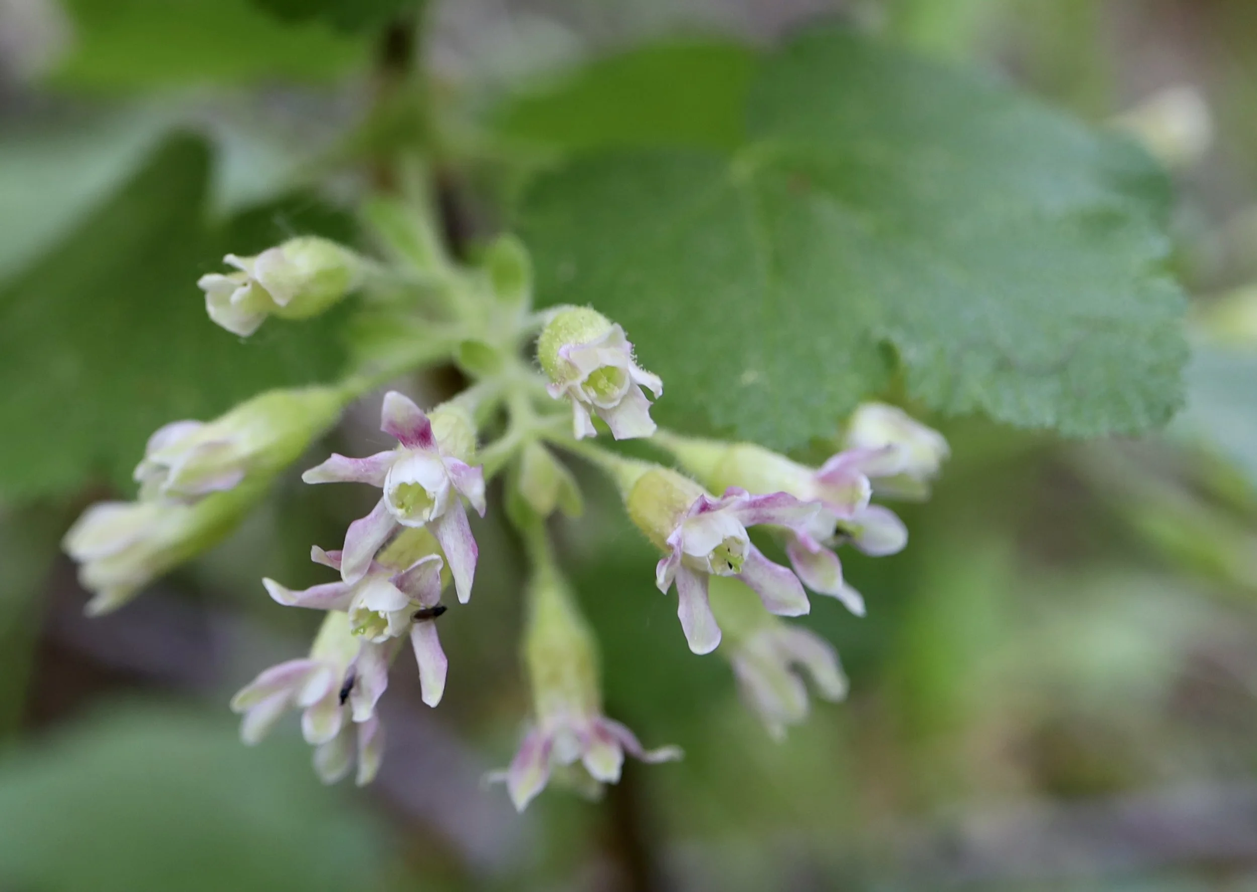 Sticky Currant  //  Ribes viscosissimum