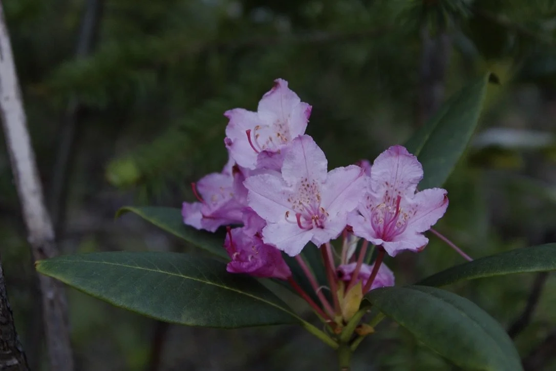 Rhododendron  //  Rhododendron macrophyllum