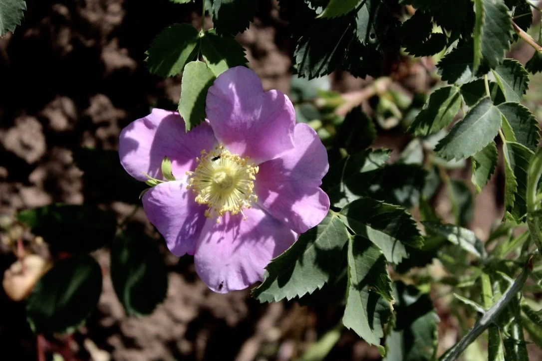 Nootka Rose  //  Rosa nutkana