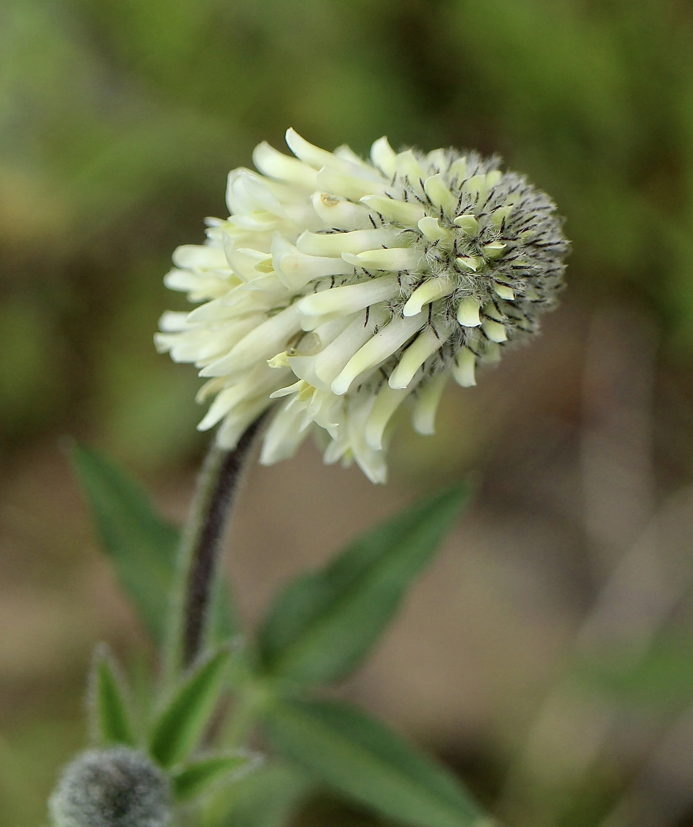 woolly headed clover 5.jpeg