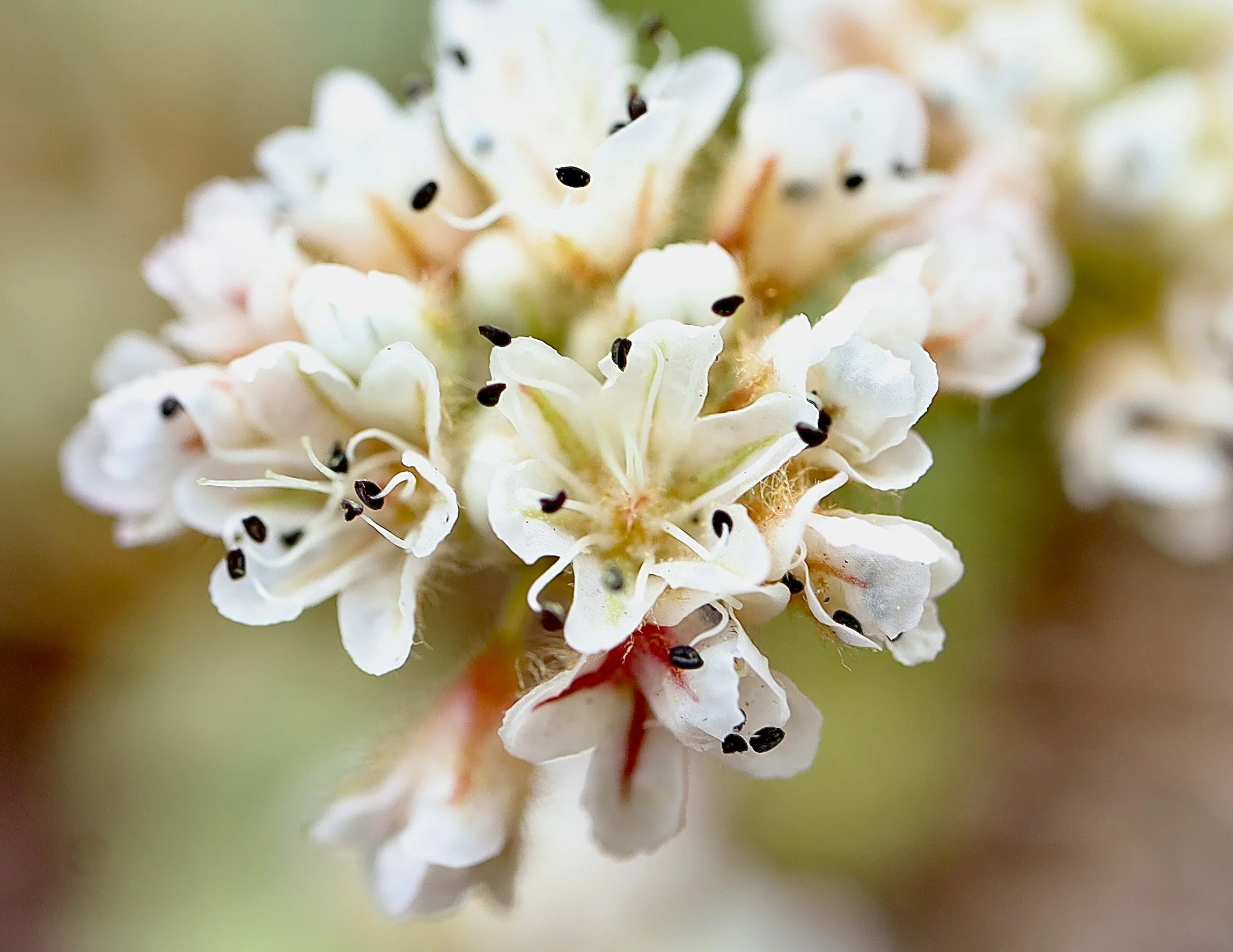 close up.JPG