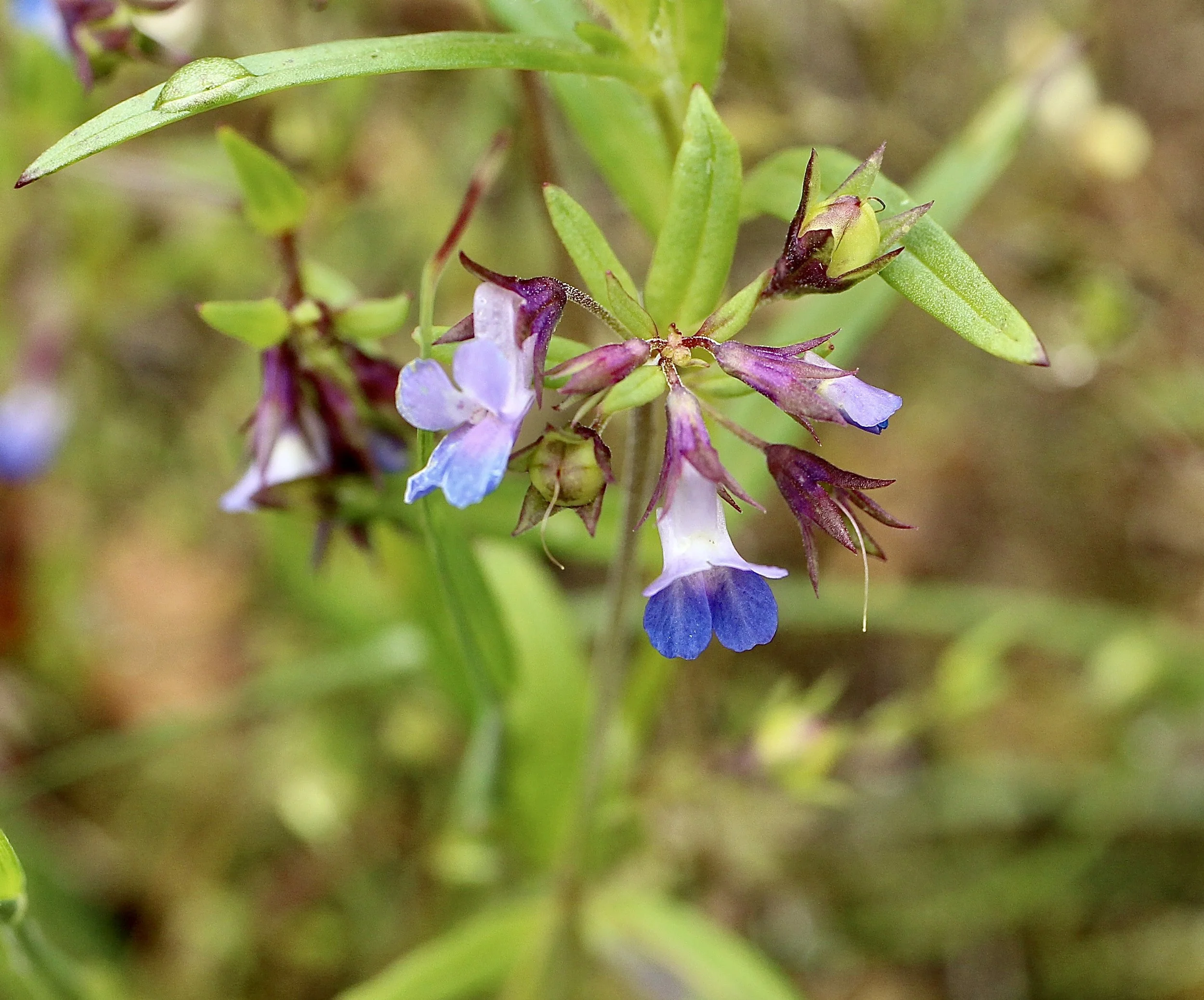 Small Flowered Blue Eyed Mary  //  Collinsia parviflora  --  McCall Point Trail 3/22/2025