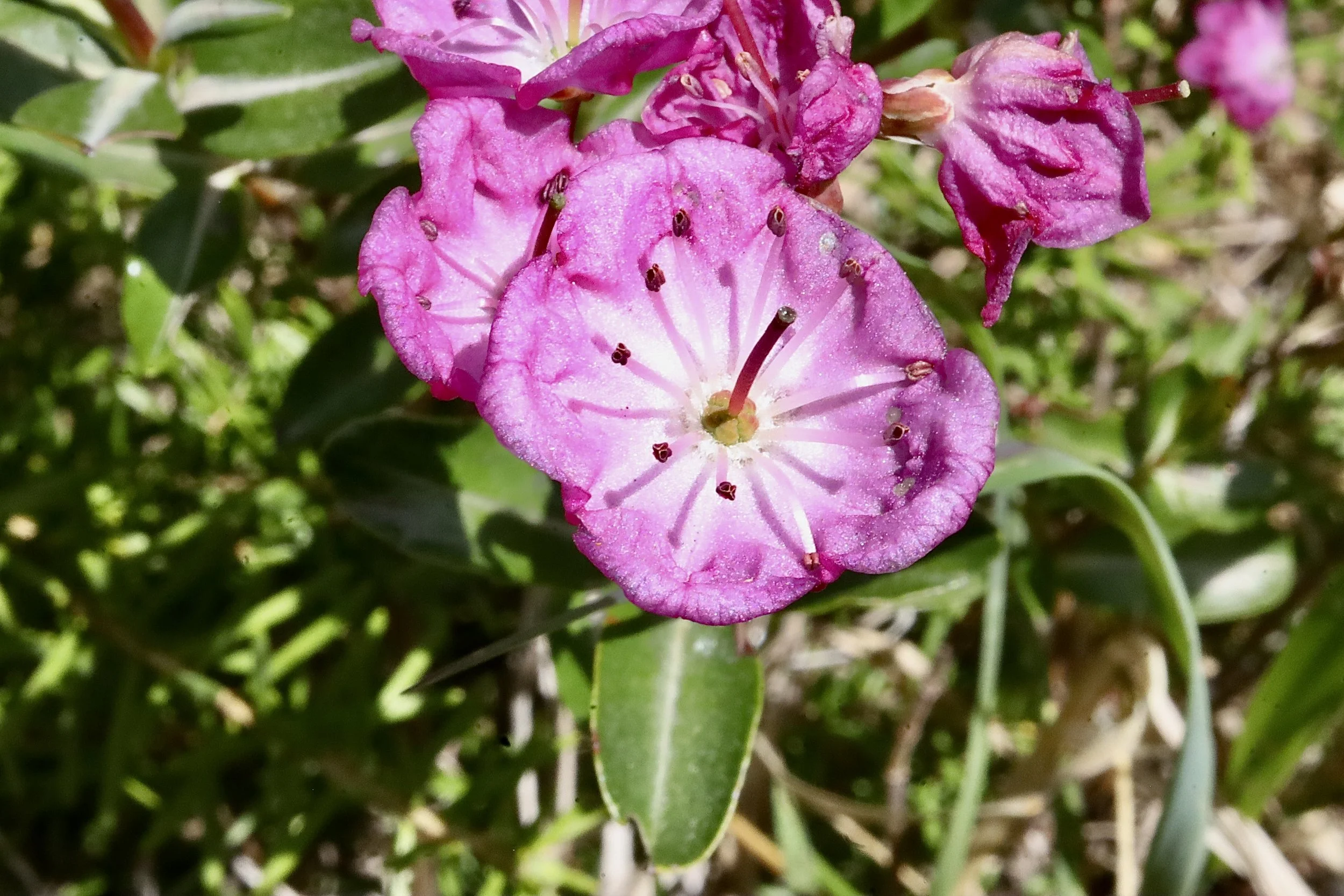 bog laurel close up.JPG