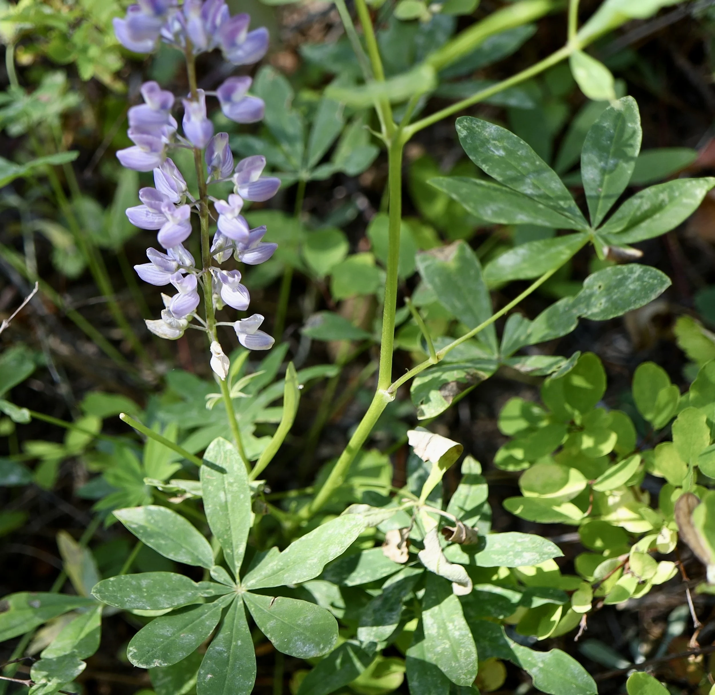 Broadleaf Lupine  //  Lupinus latifolius  --  Gibson Prairie trail  9/17/2026