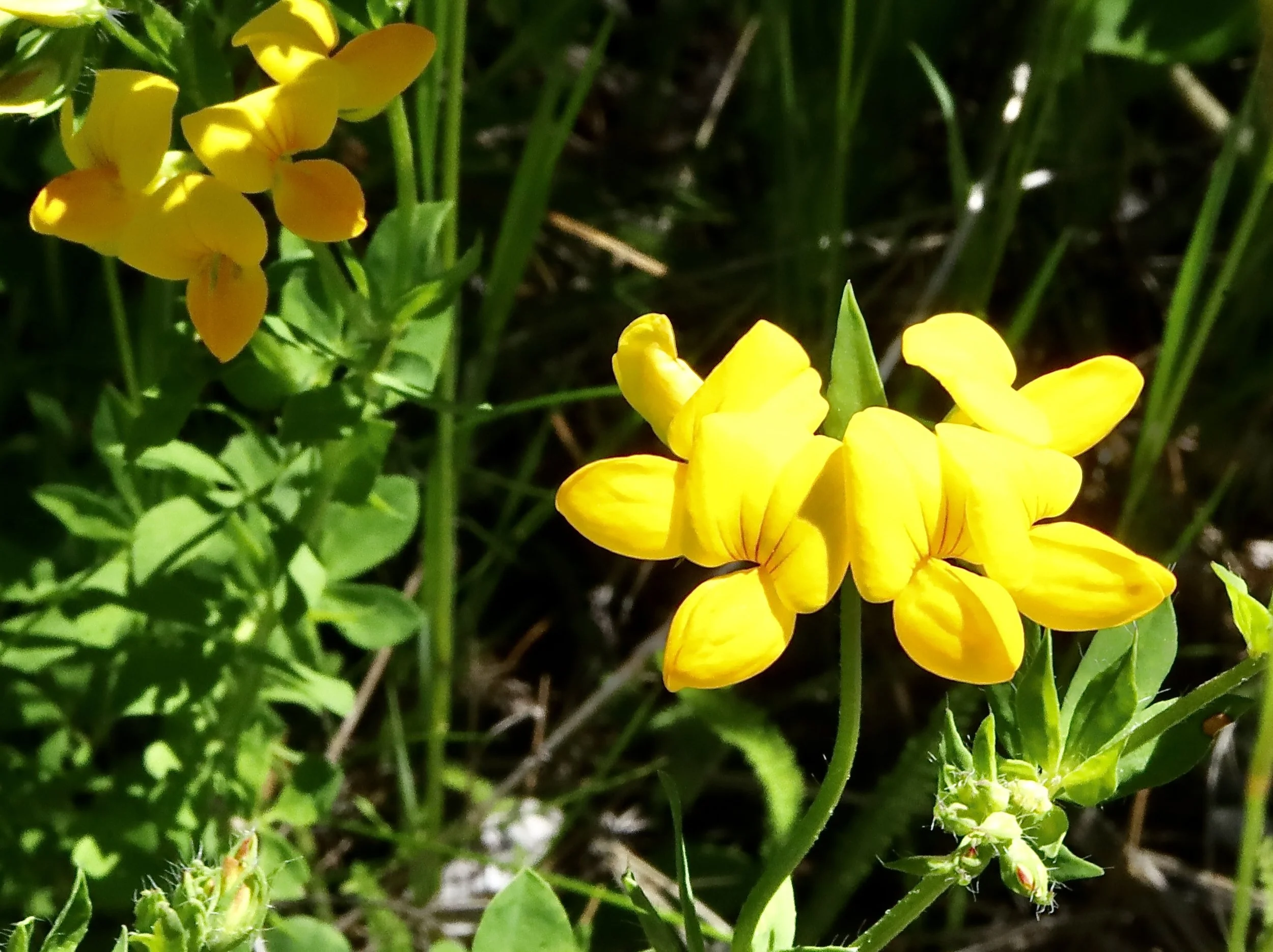 Bird's Foot Trefoil  //  Lotus corniculatus  --  Conboy Lake Wildlife Refuge  6/11/2026