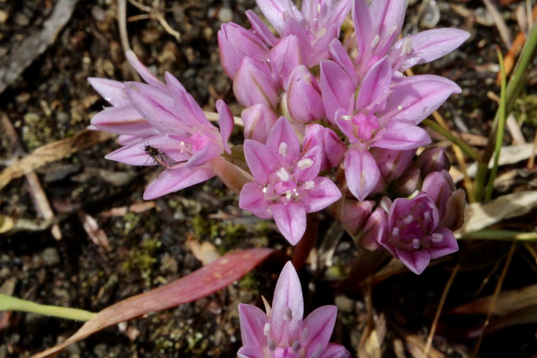 Look for the pink vein in each petal