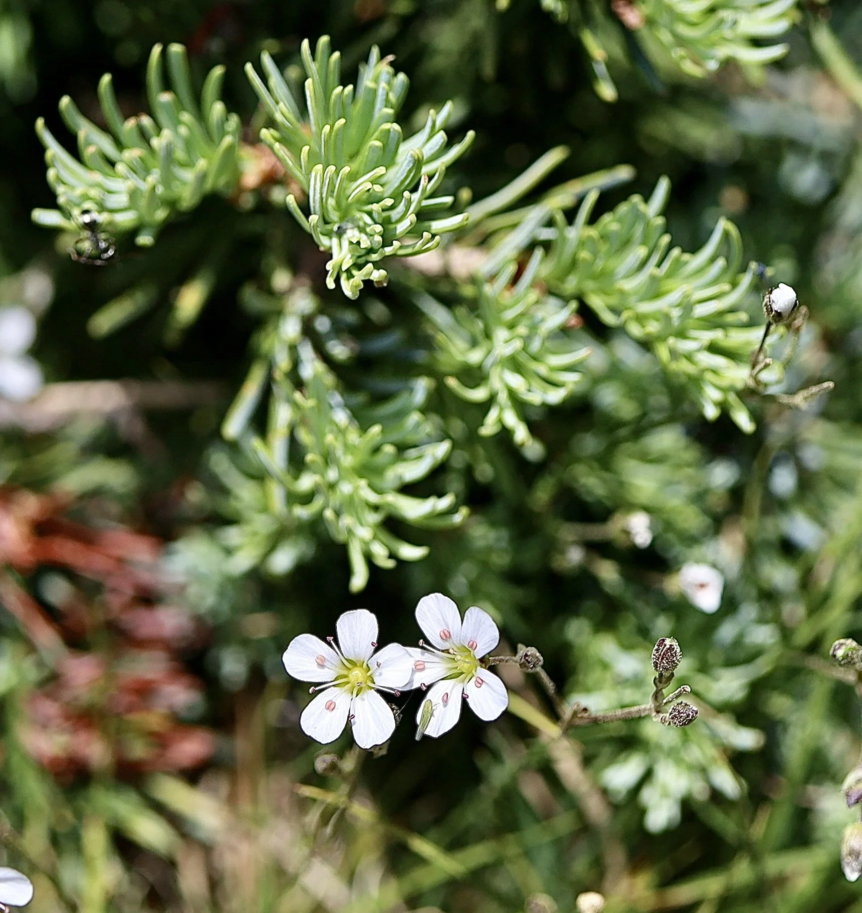 Slender Mountain Sandwort  //  Eremogone capillaris  --  Lookout Mountain  6/24/2026